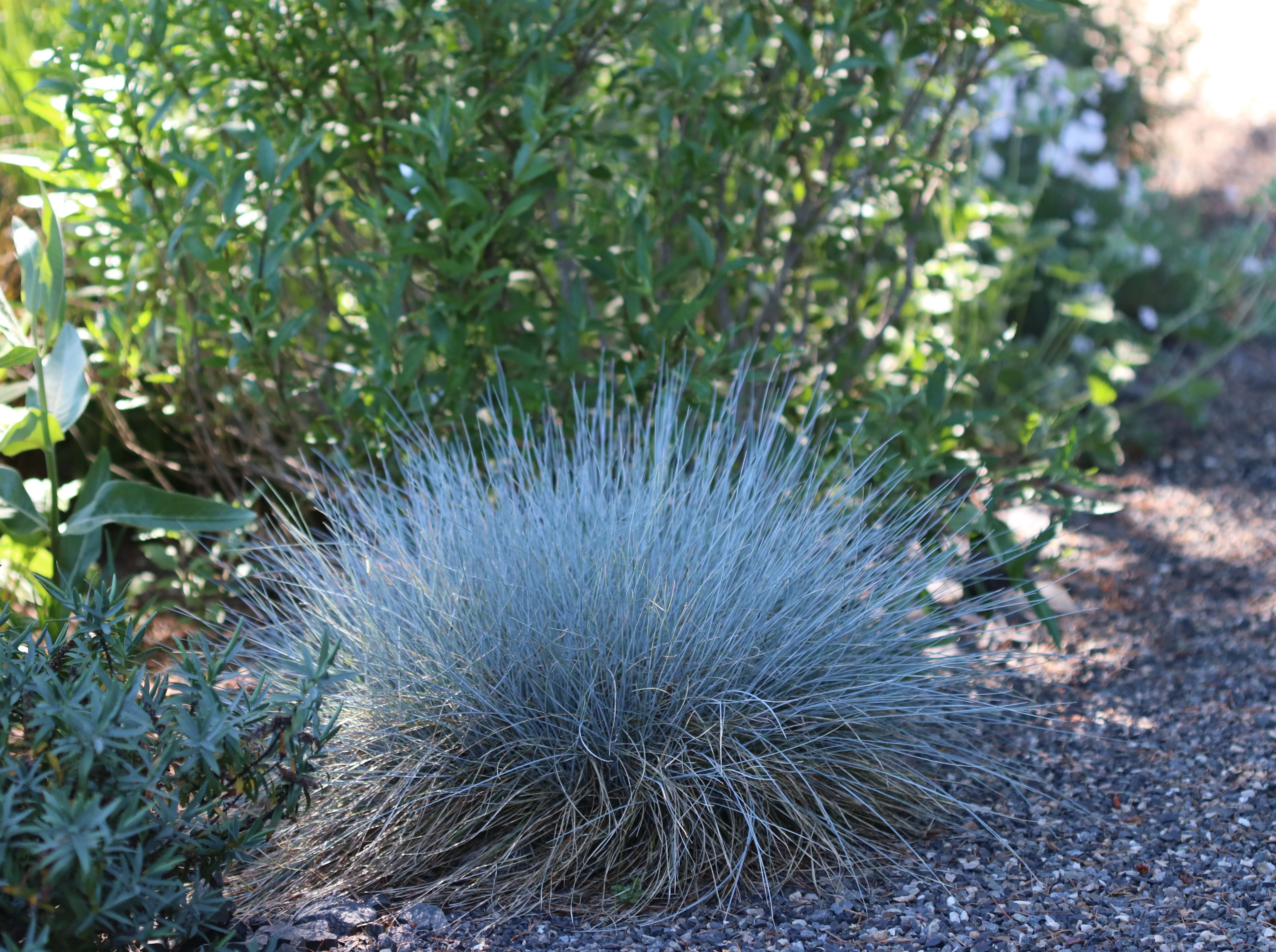 *RETAIL - Festuca glauca 'Beyond Blue' - Image 2