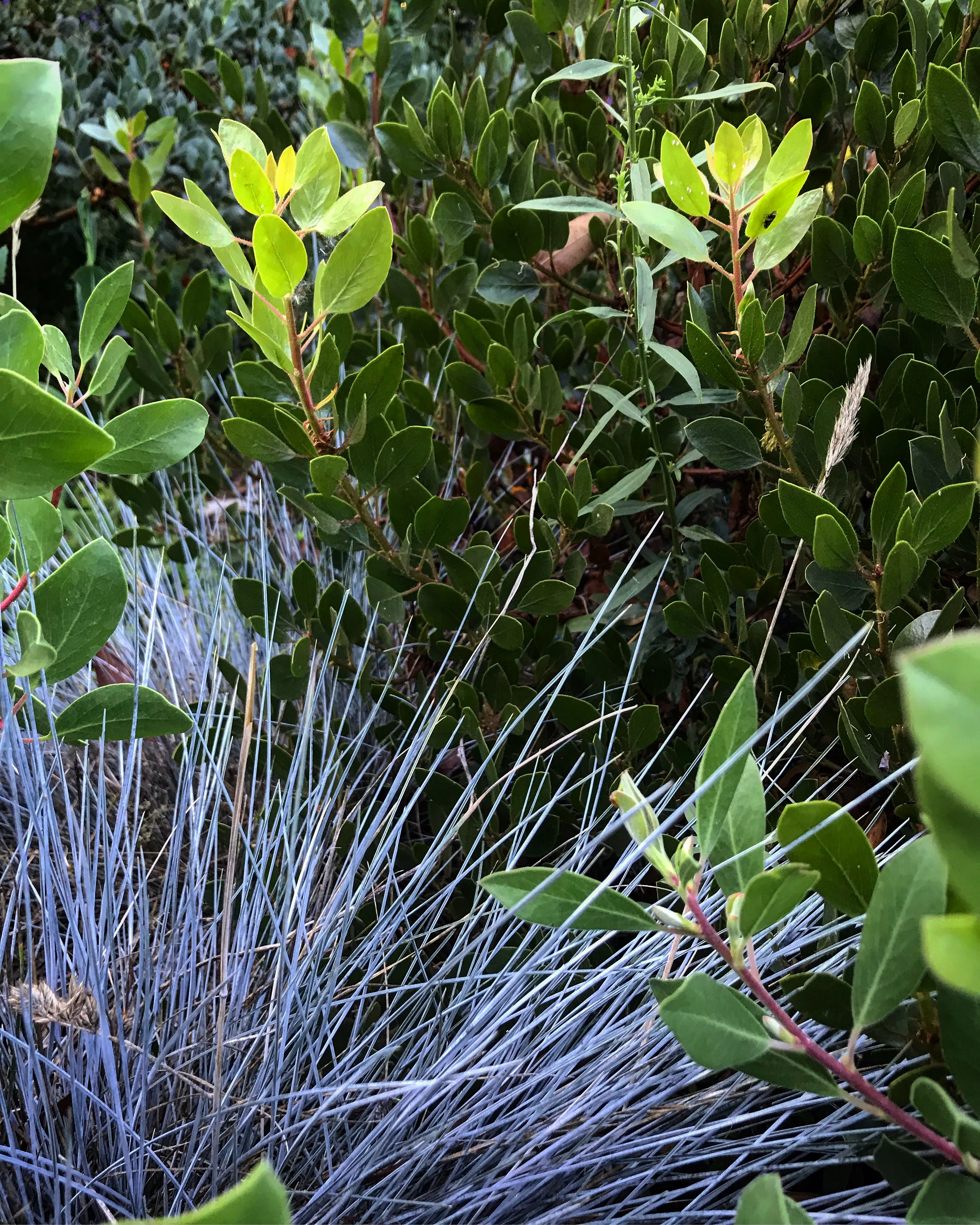 *RETAIL - Festuca glauca 'Beyond Blue' - Image 3