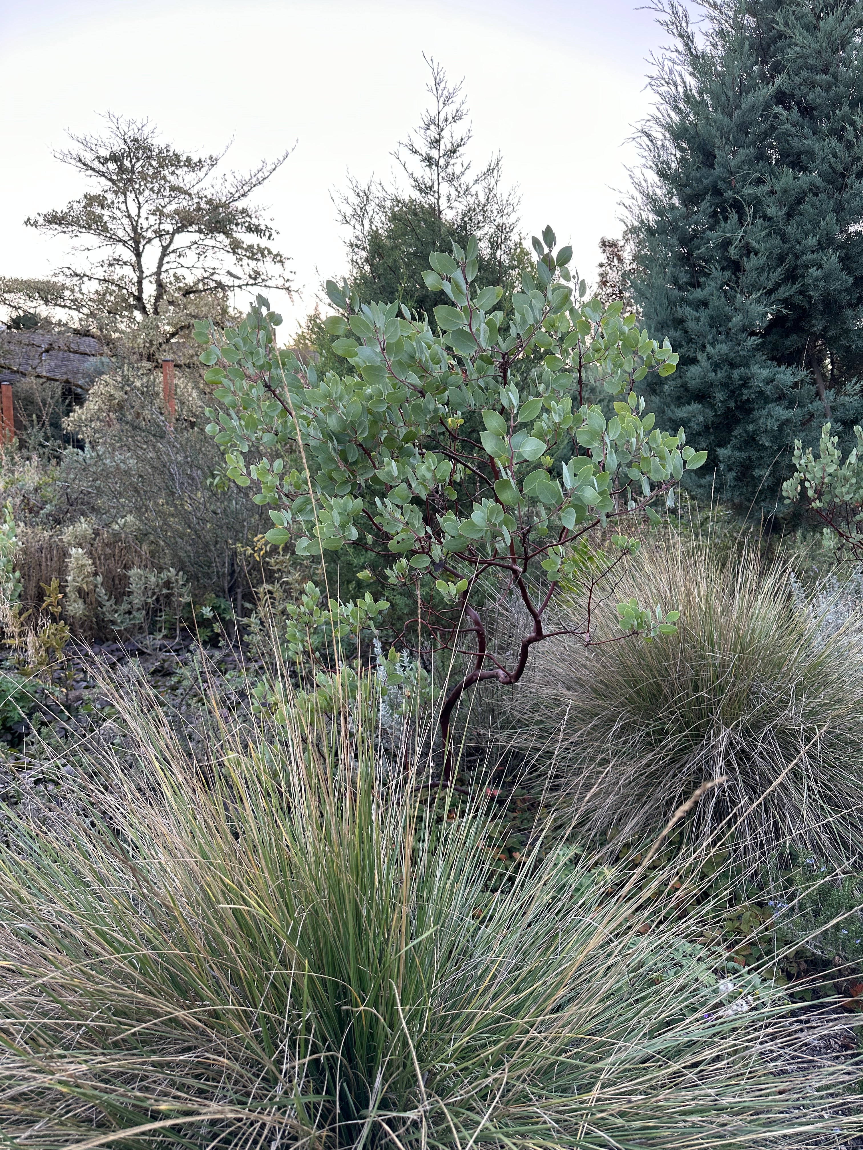 *RETAIL - Festuca mairei - Image 2