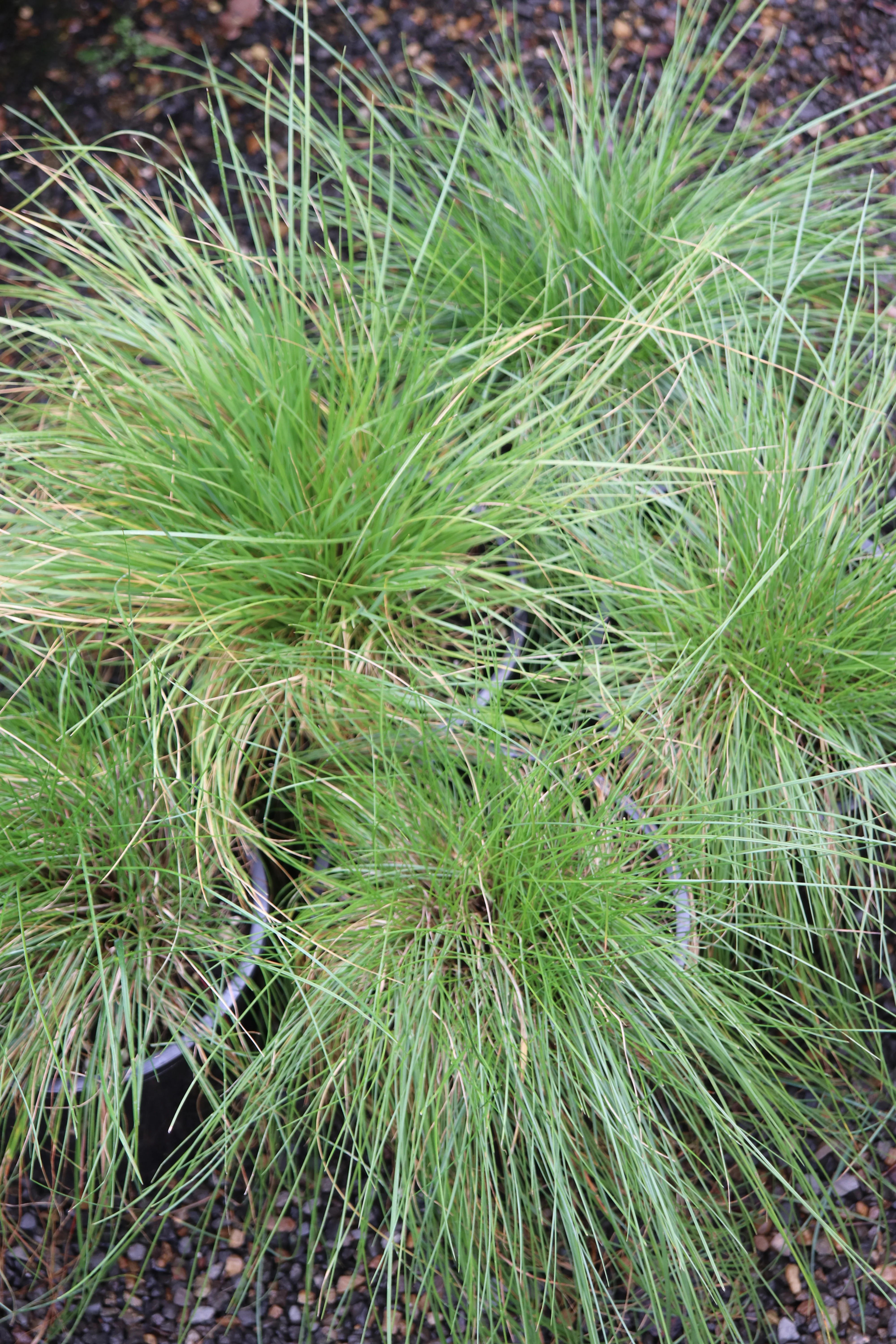 *RETAIL - Festuca roemeri - Image 2
