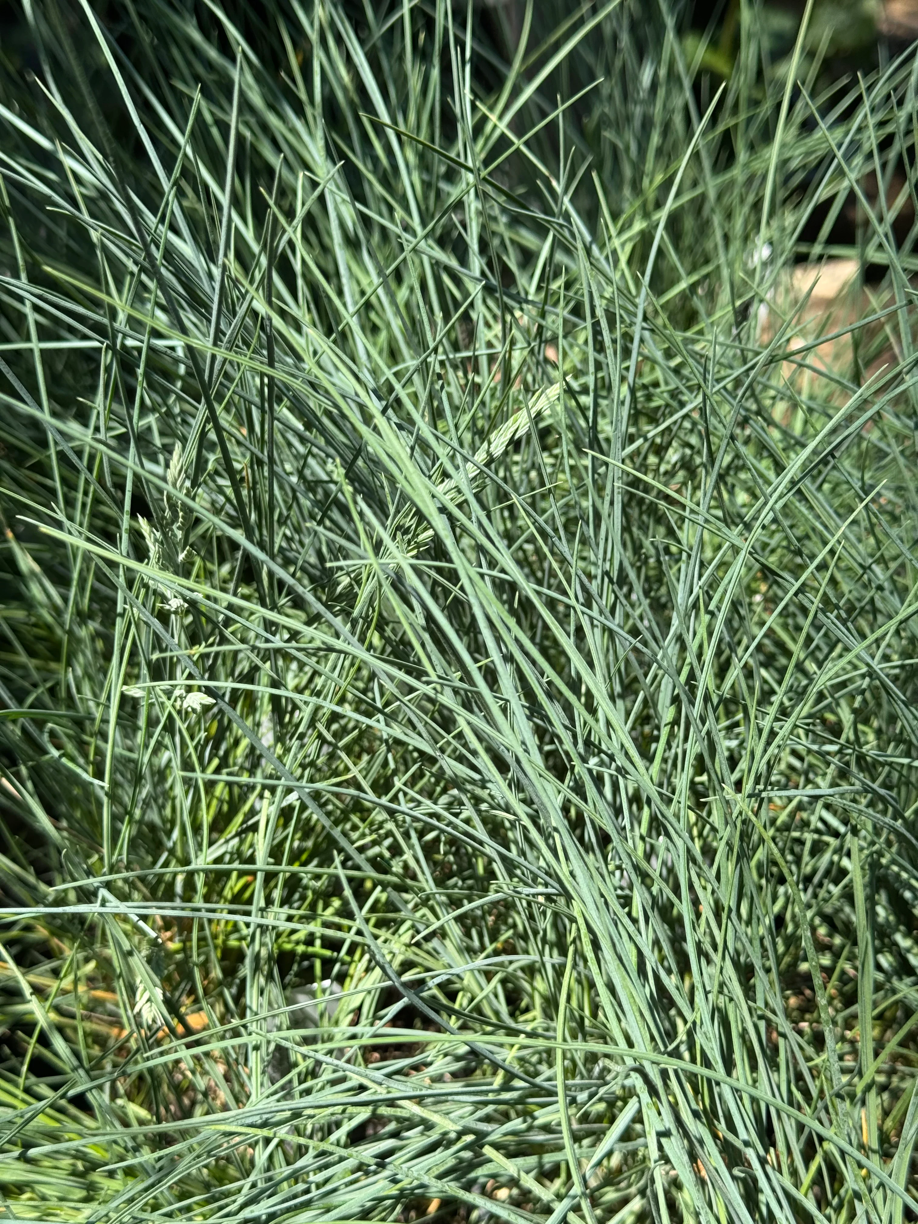 *RETAIL - Festuca rubra ‘Patrick’s Point’ - Image 2