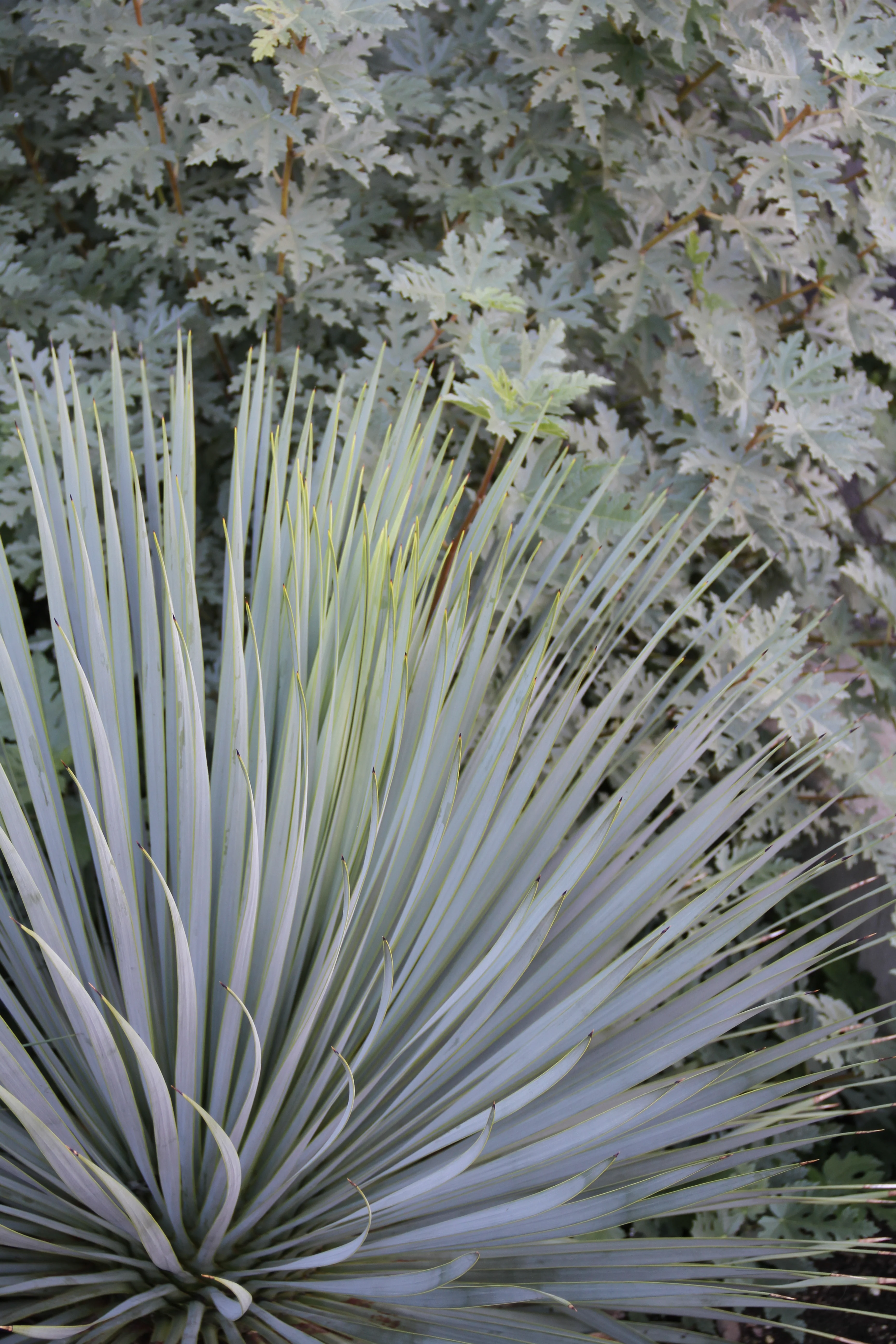 *RETAIL - Ficus afghanistanica 'Silver Lyre' - Image 2