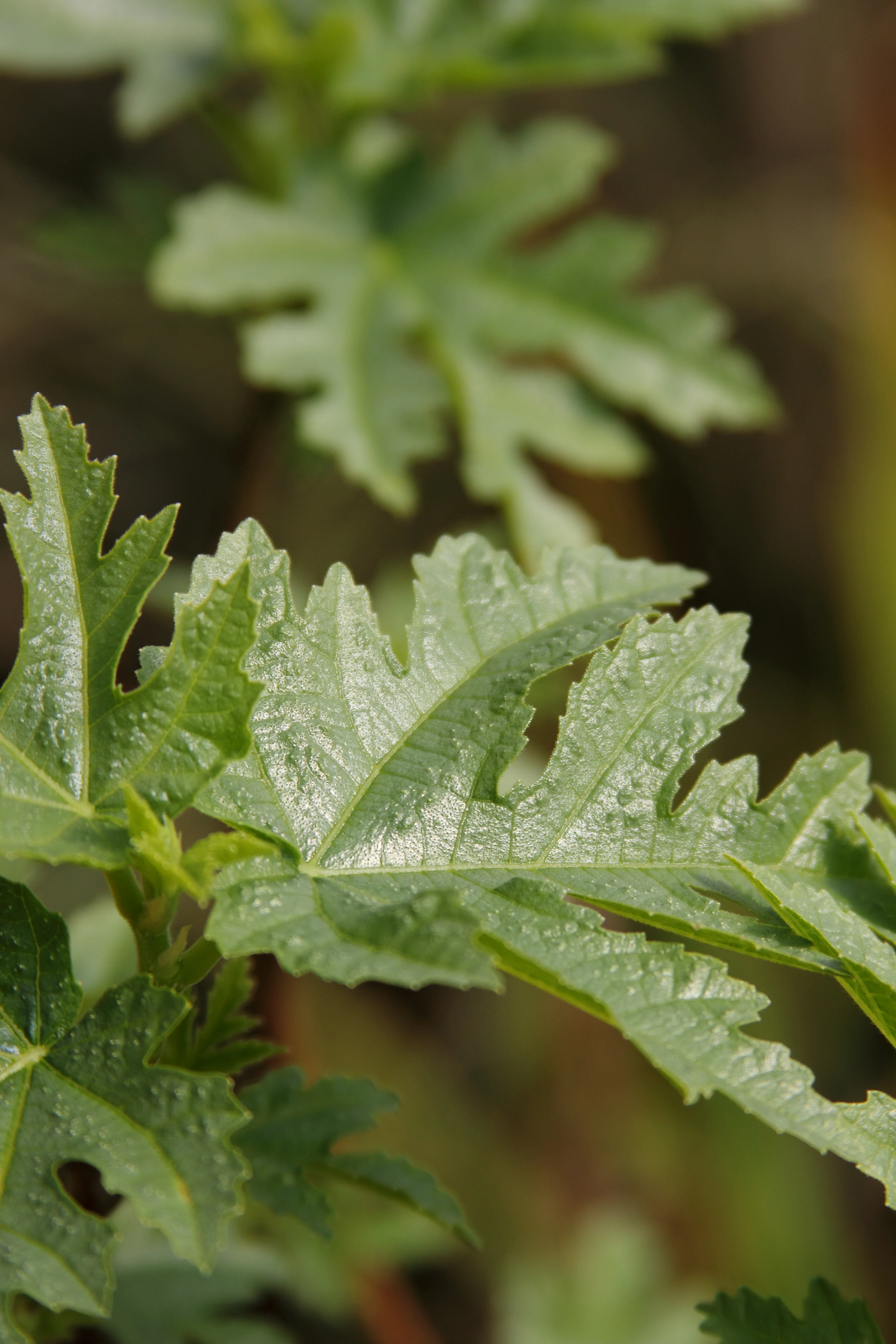 *RETAIL - Ficus afghanistanica 'Silver Lyre' - Image 3