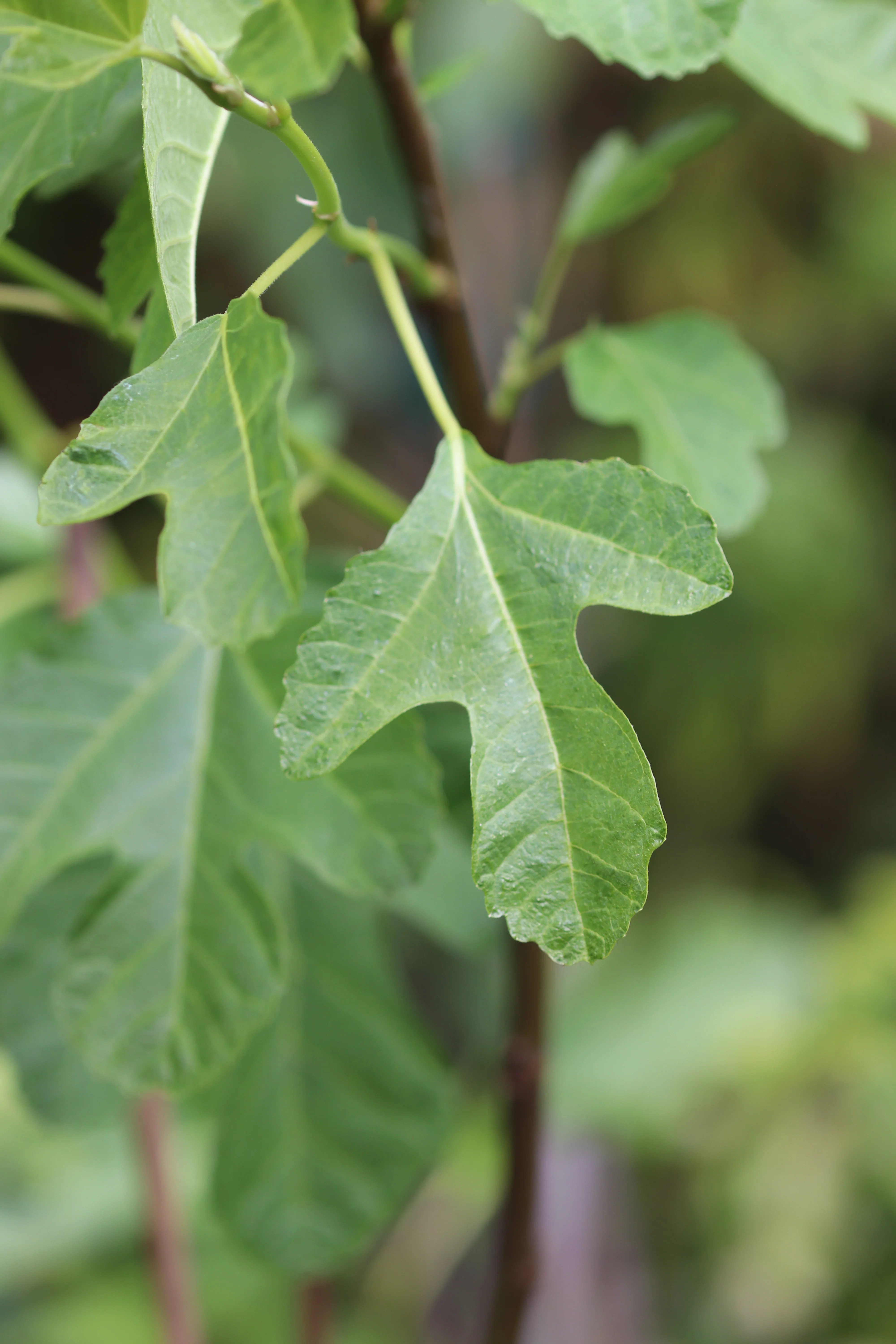 *RETAIL - Ficus carica 'Alma' - Image 2