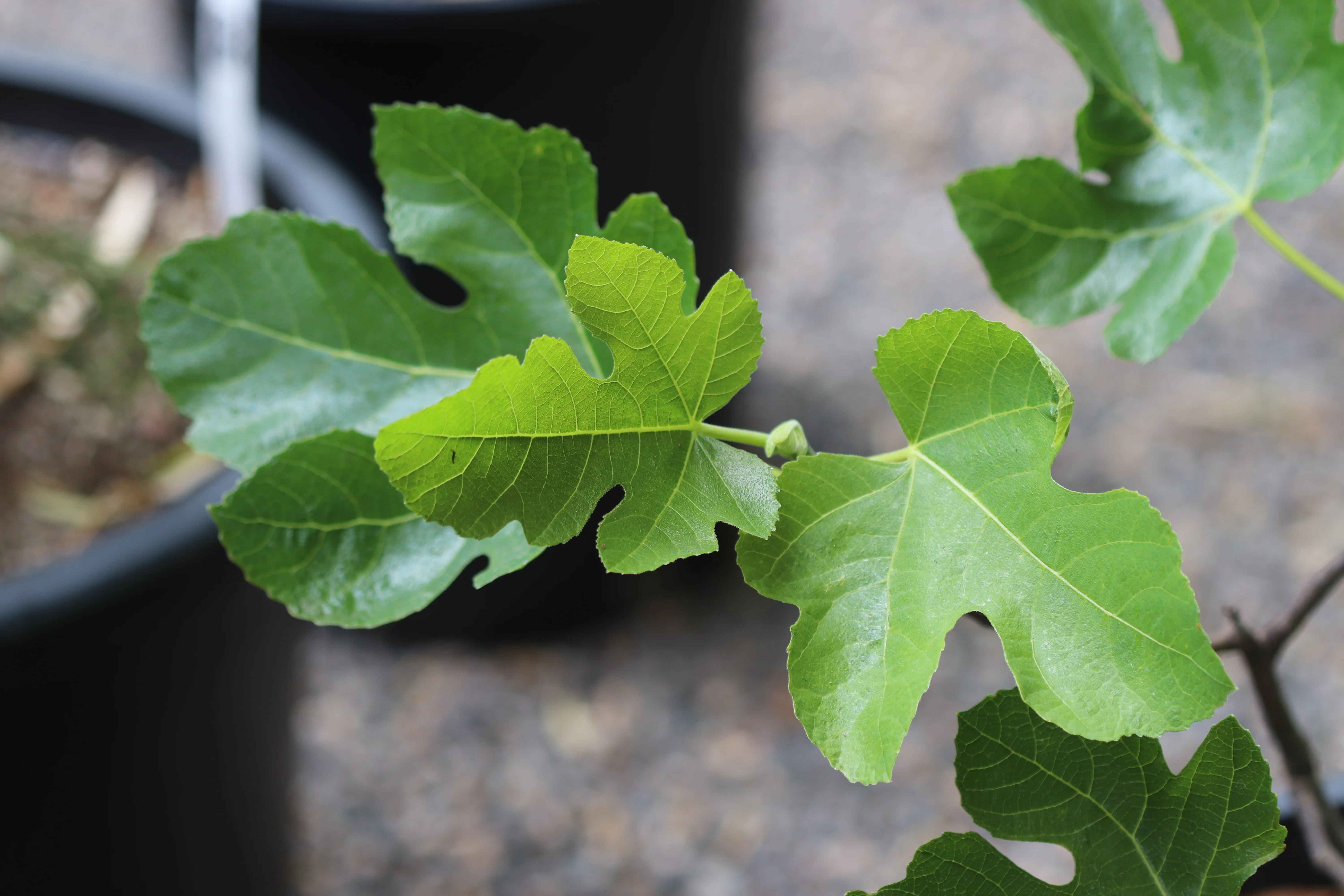Ficus carica 'Celeste' - Image 3