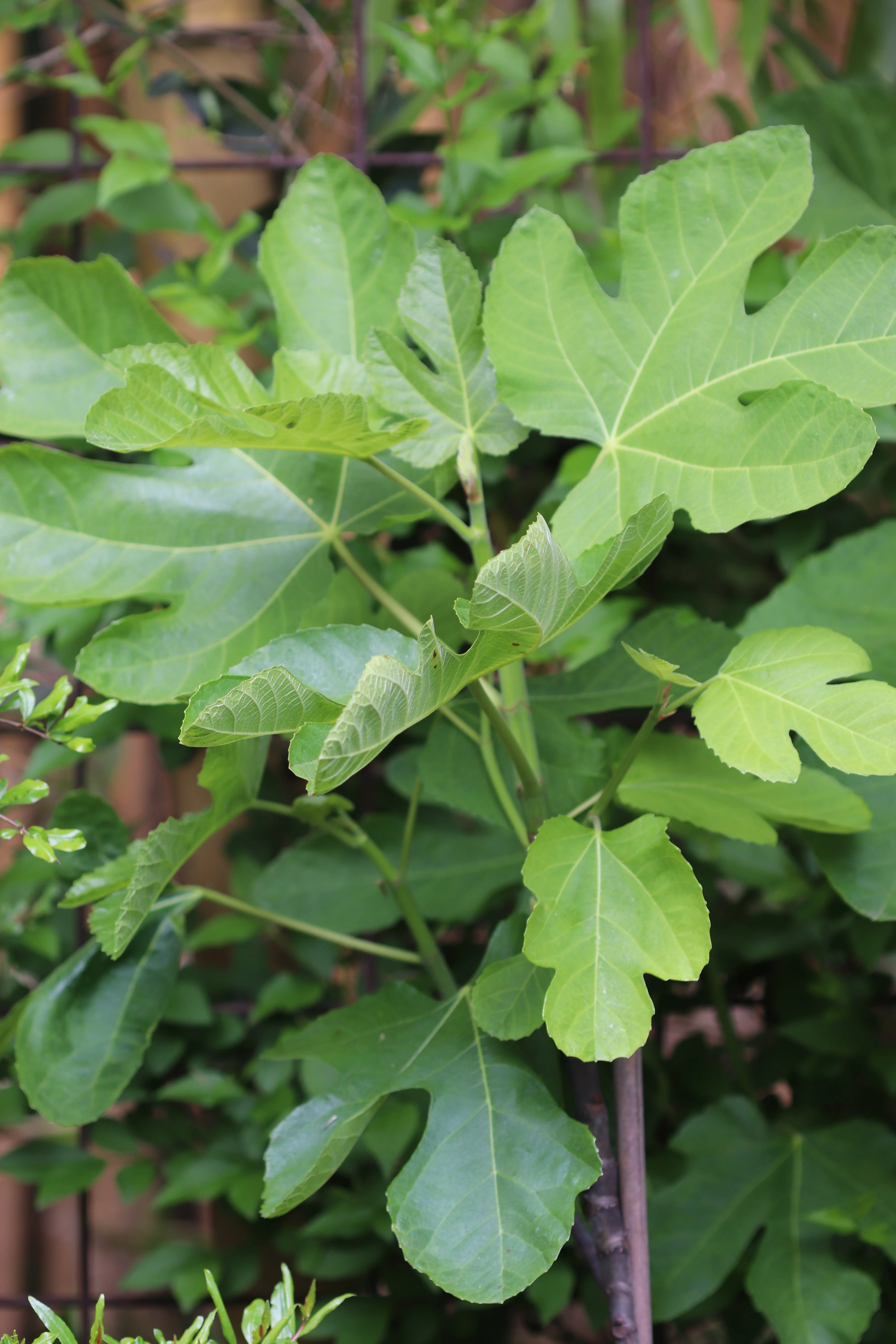 *RETAIL - Ficus carica 'Hollier' - Image 2