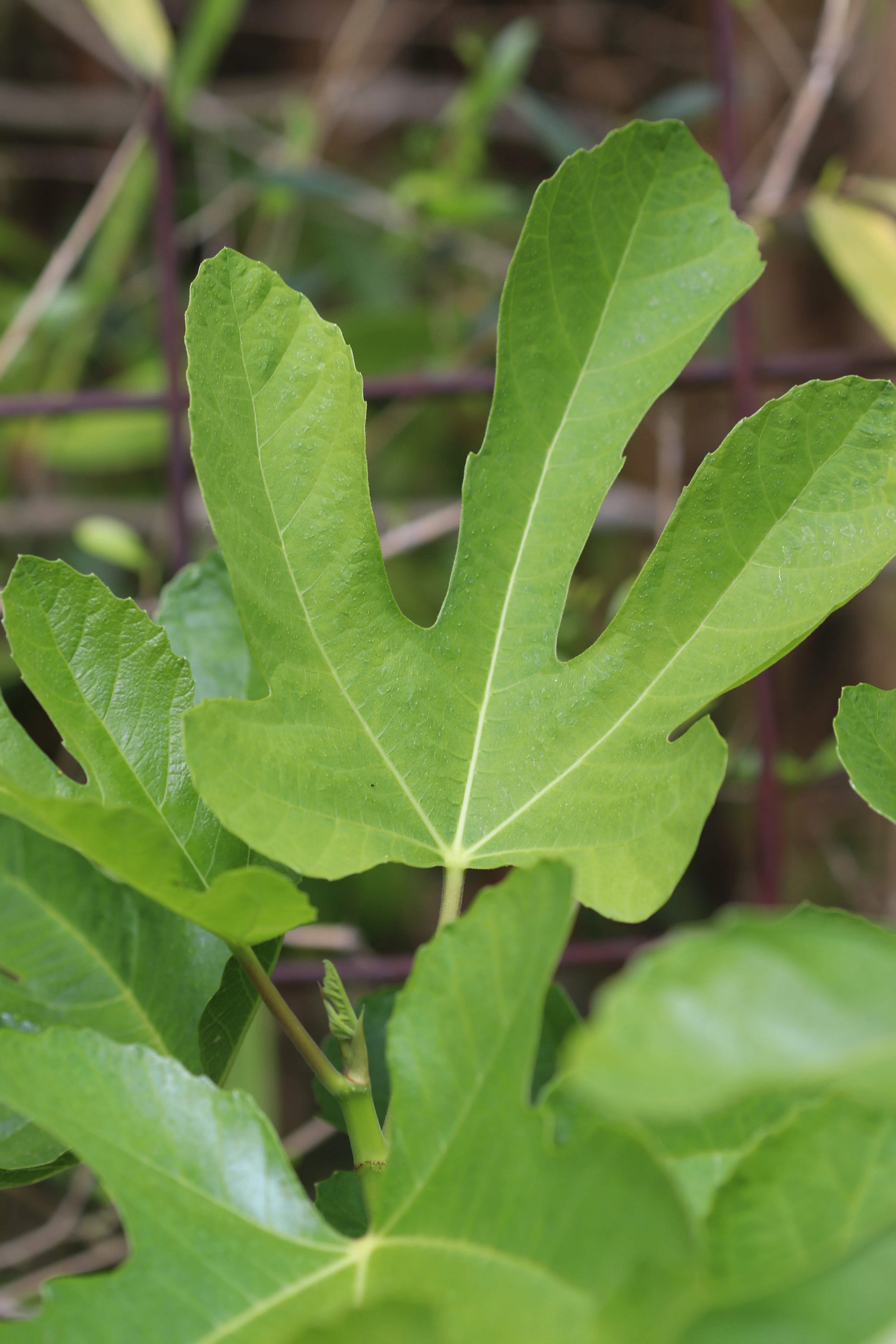 *RETAIL - Ficus carica 'Ischia' - Image 2