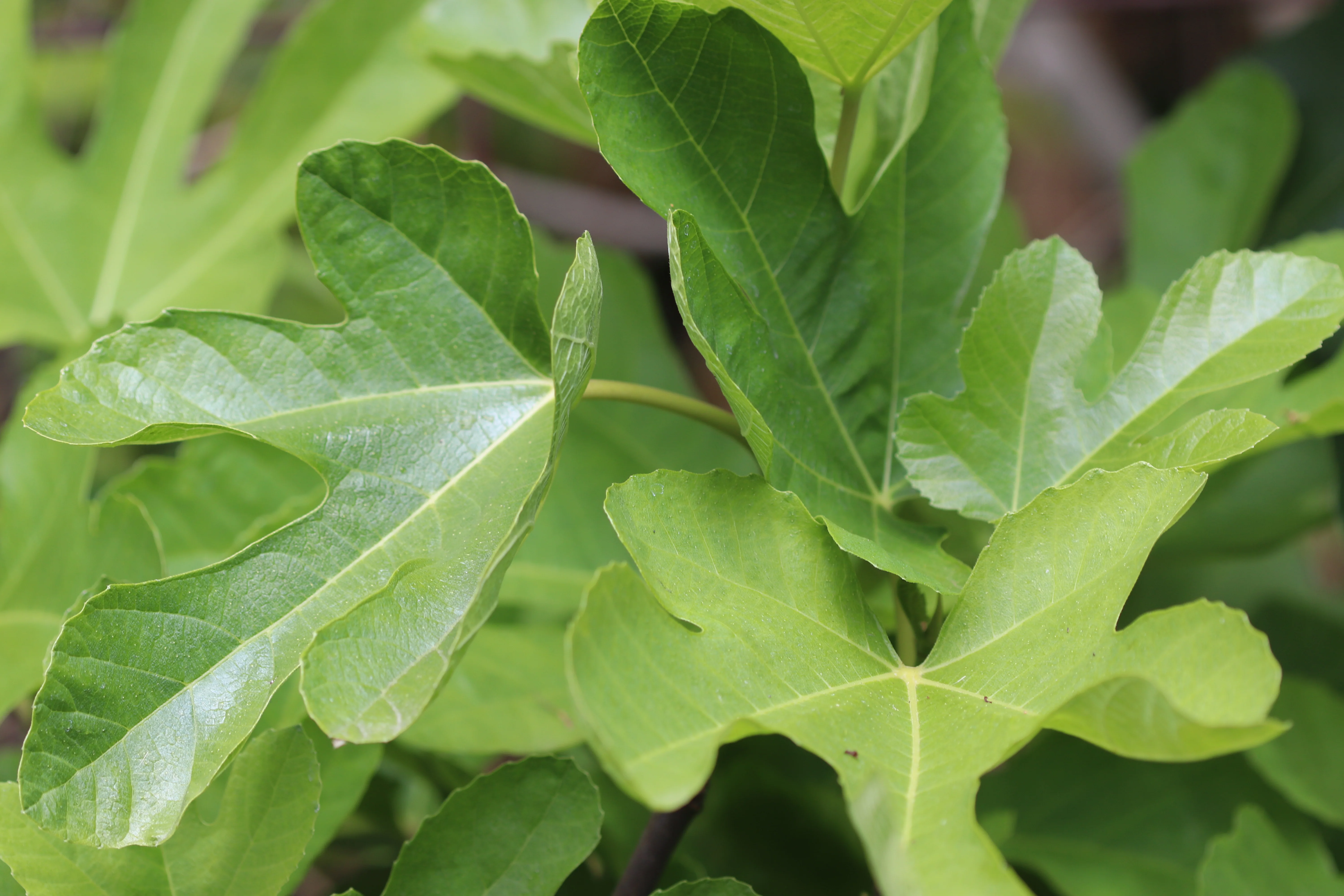 *RETAIL - Ficus carica 'Ischia' - Image 3