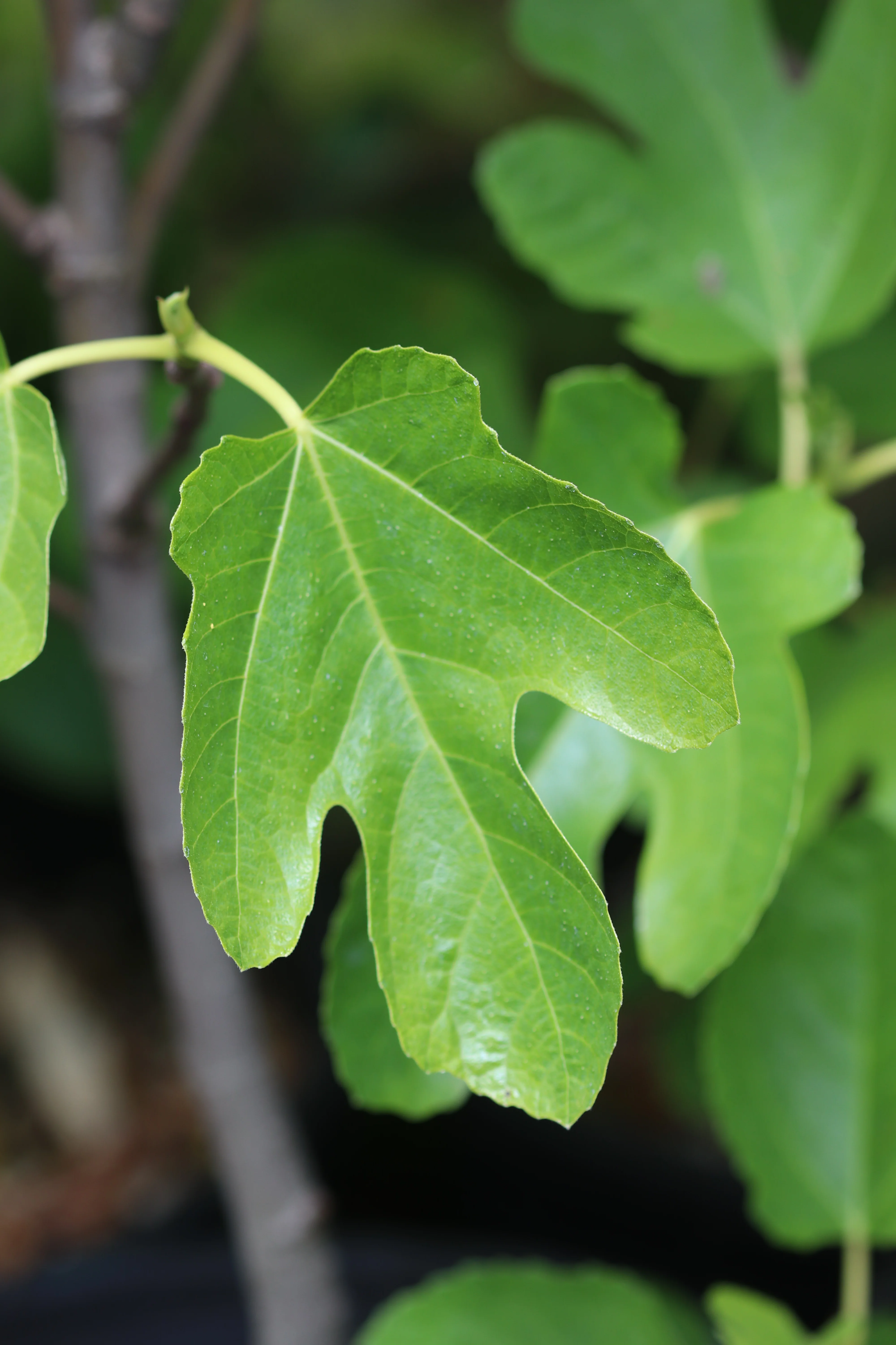 *RETAIL - Ficus carica 'Ischia' - Image 4