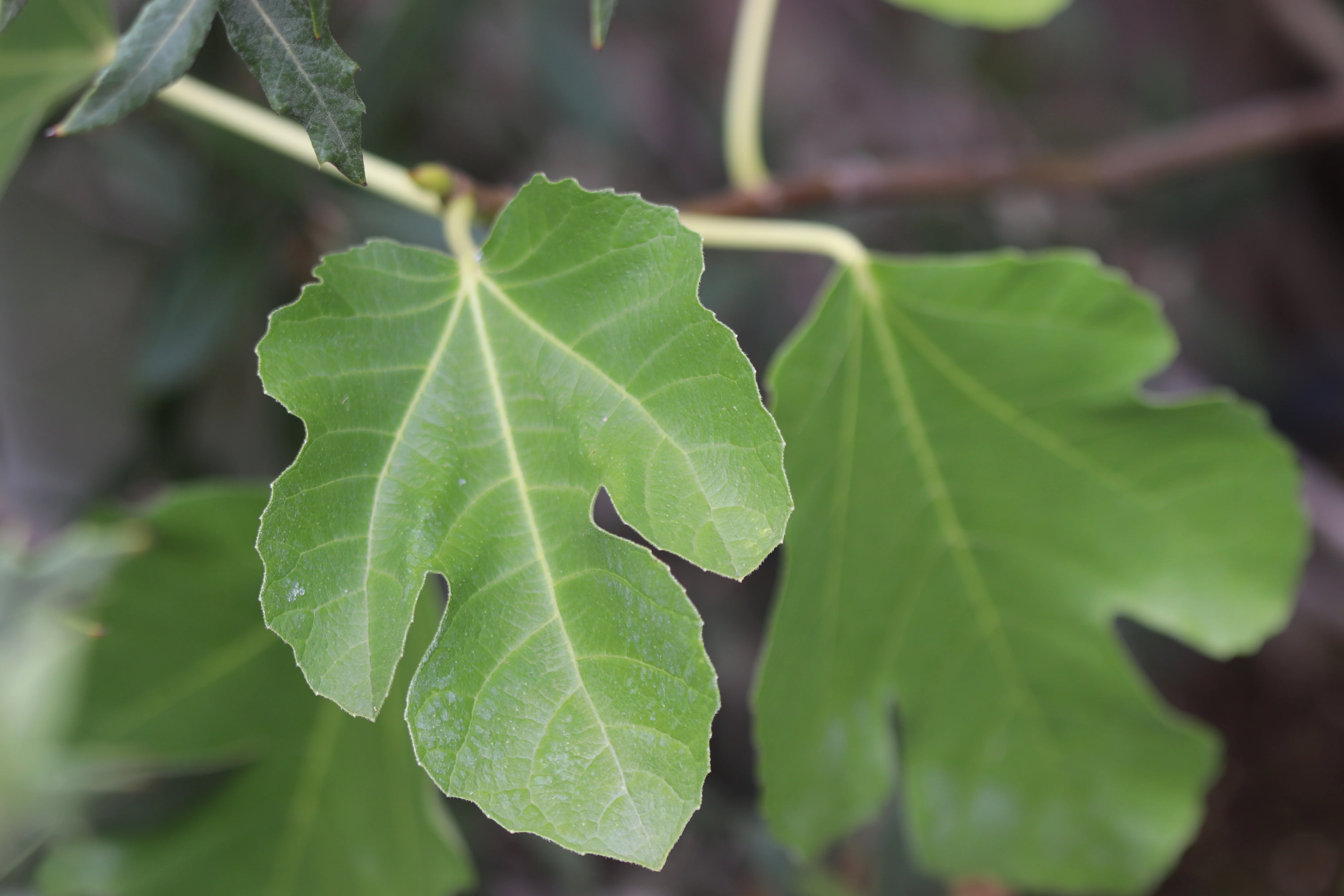 *RETAIL - Ficus carica 'Olympian'