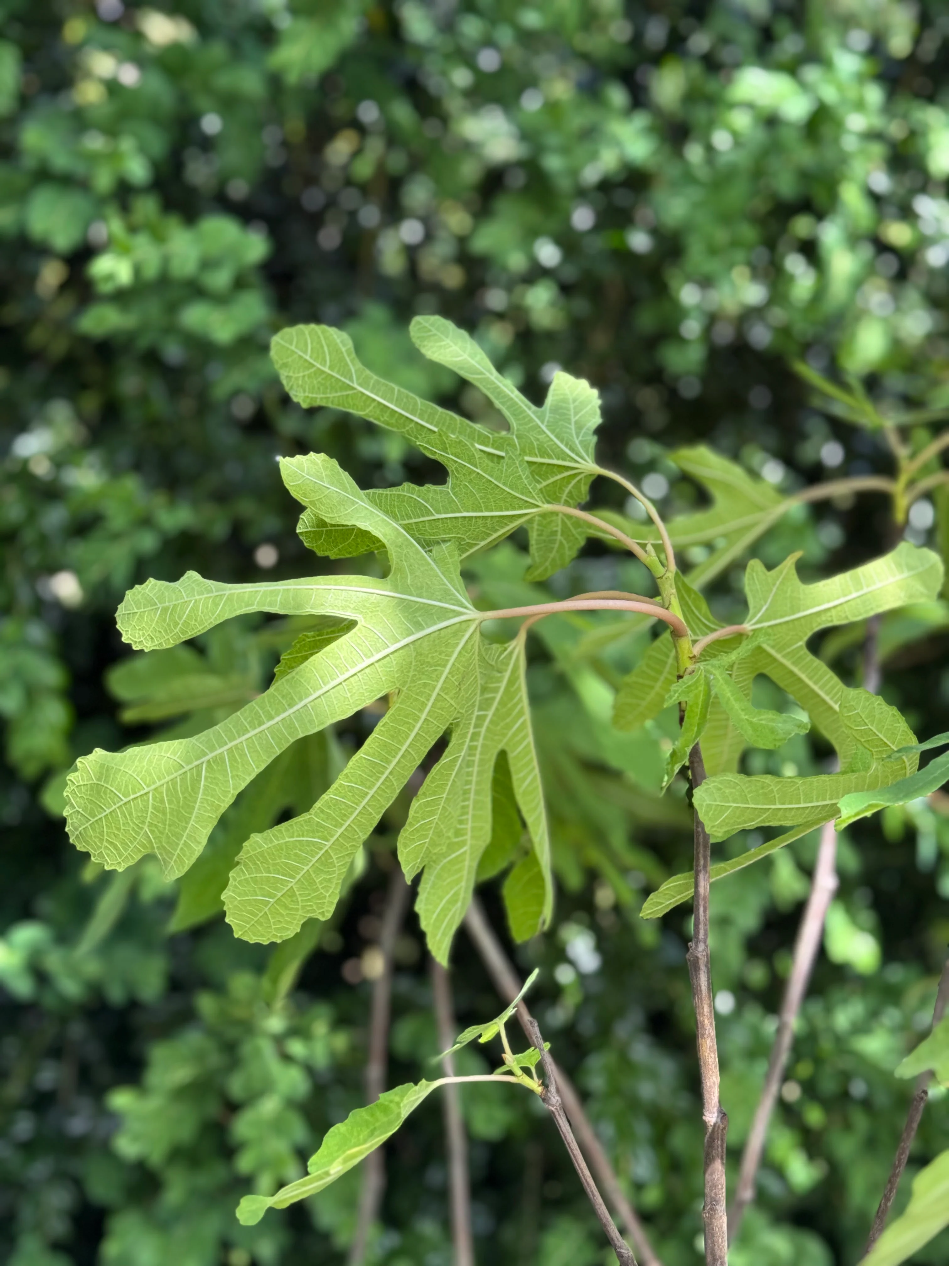 *RETAIL - Ficus carica 'White Marseilles'