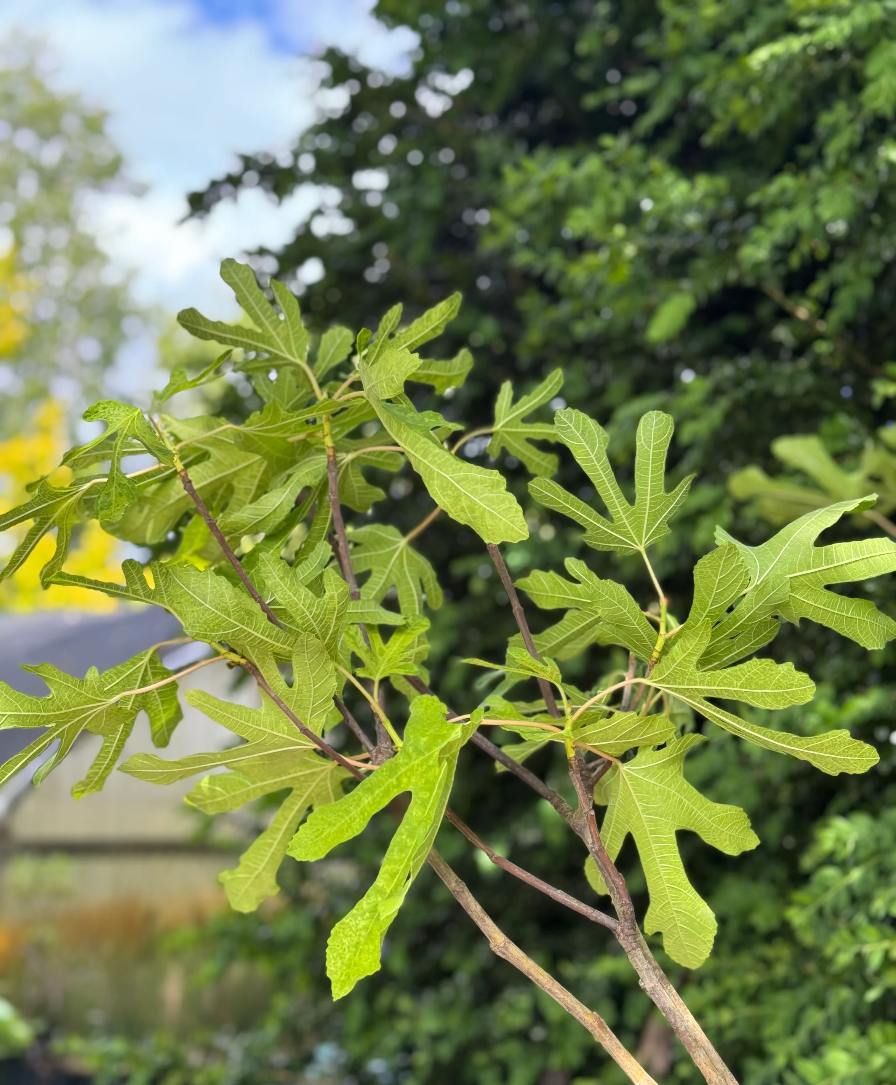*RETAIL - Ficus carica 'White Marseilles' - Image 2