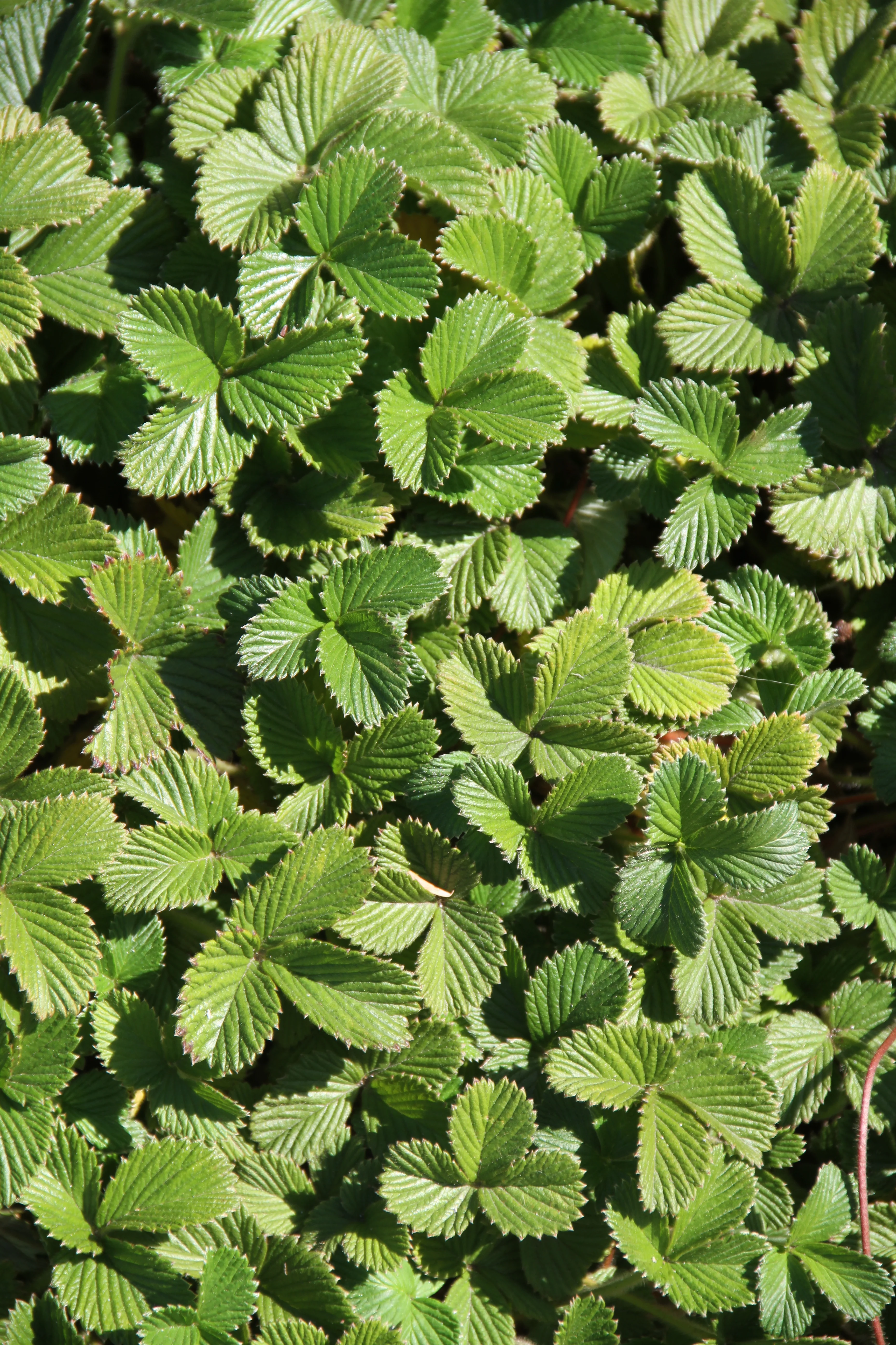 *RETAIL - Fragaria chiloensis