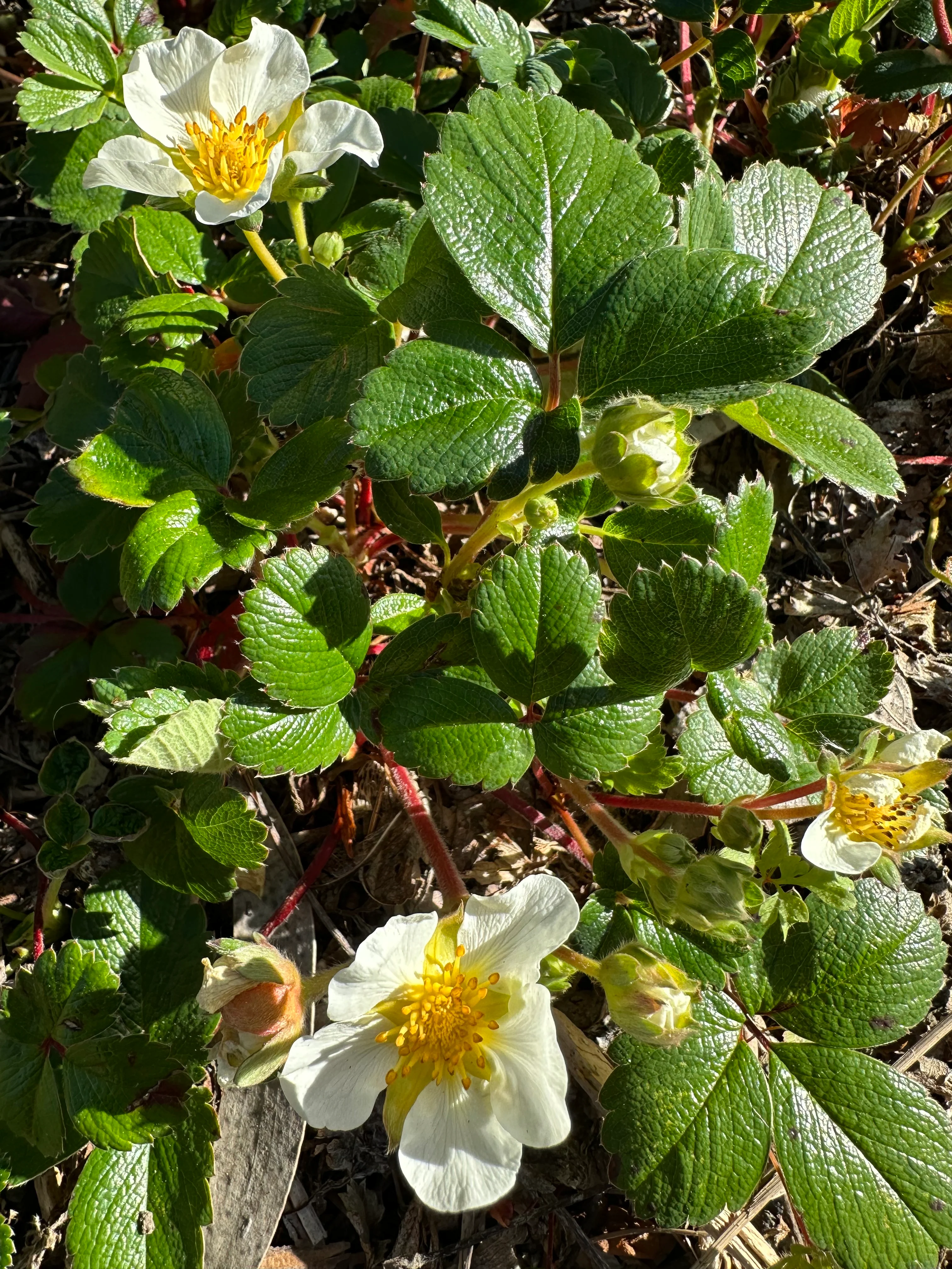 *RETAIL - Fragaria chiloensis ‘Aulon’ - Image 2