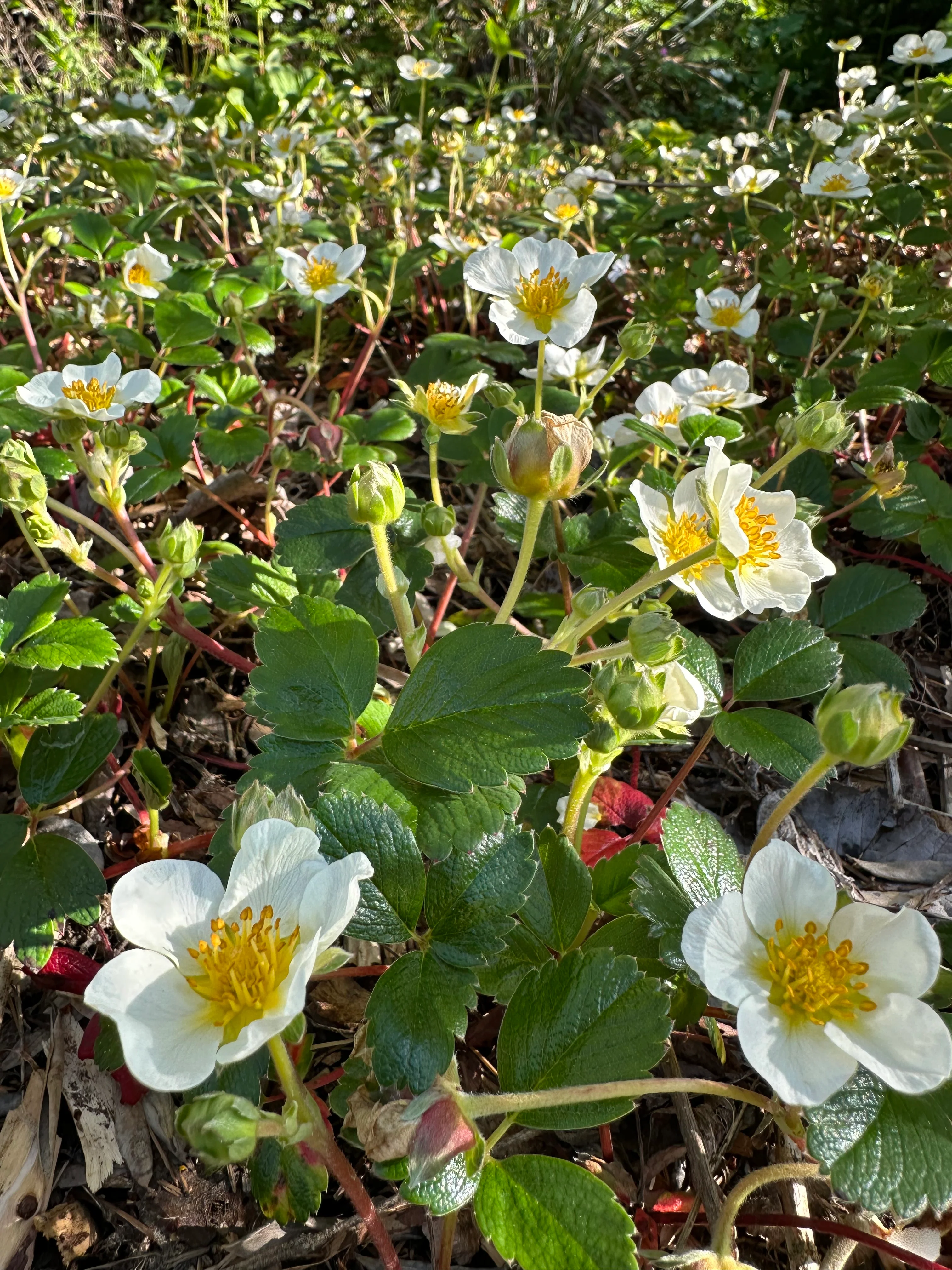 *RETAIL - Fragaria chiloensis ‘Aulon’ - Image 3