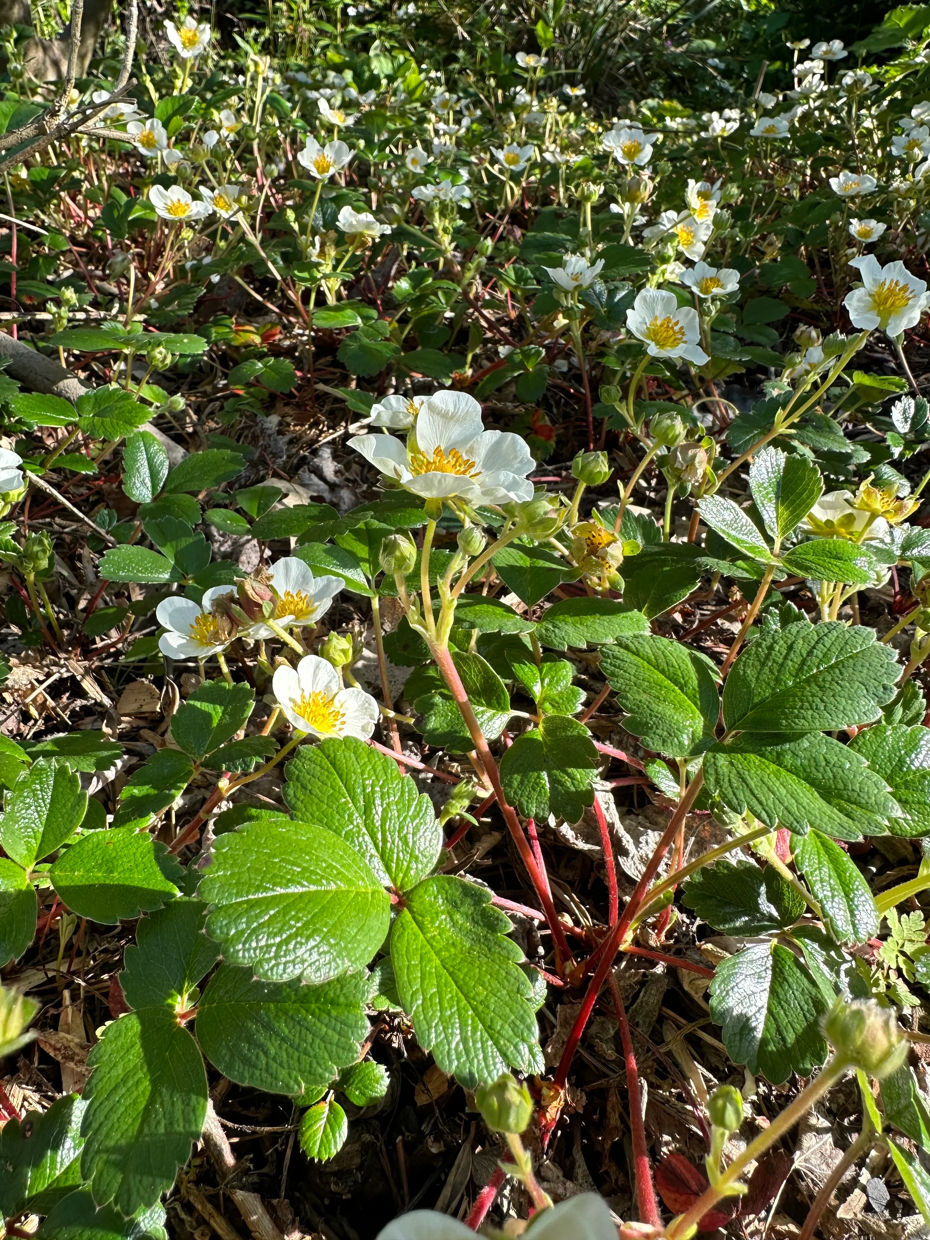 *RETAIL - Fragaria chiloensis ‘Aulon’ - Image 4