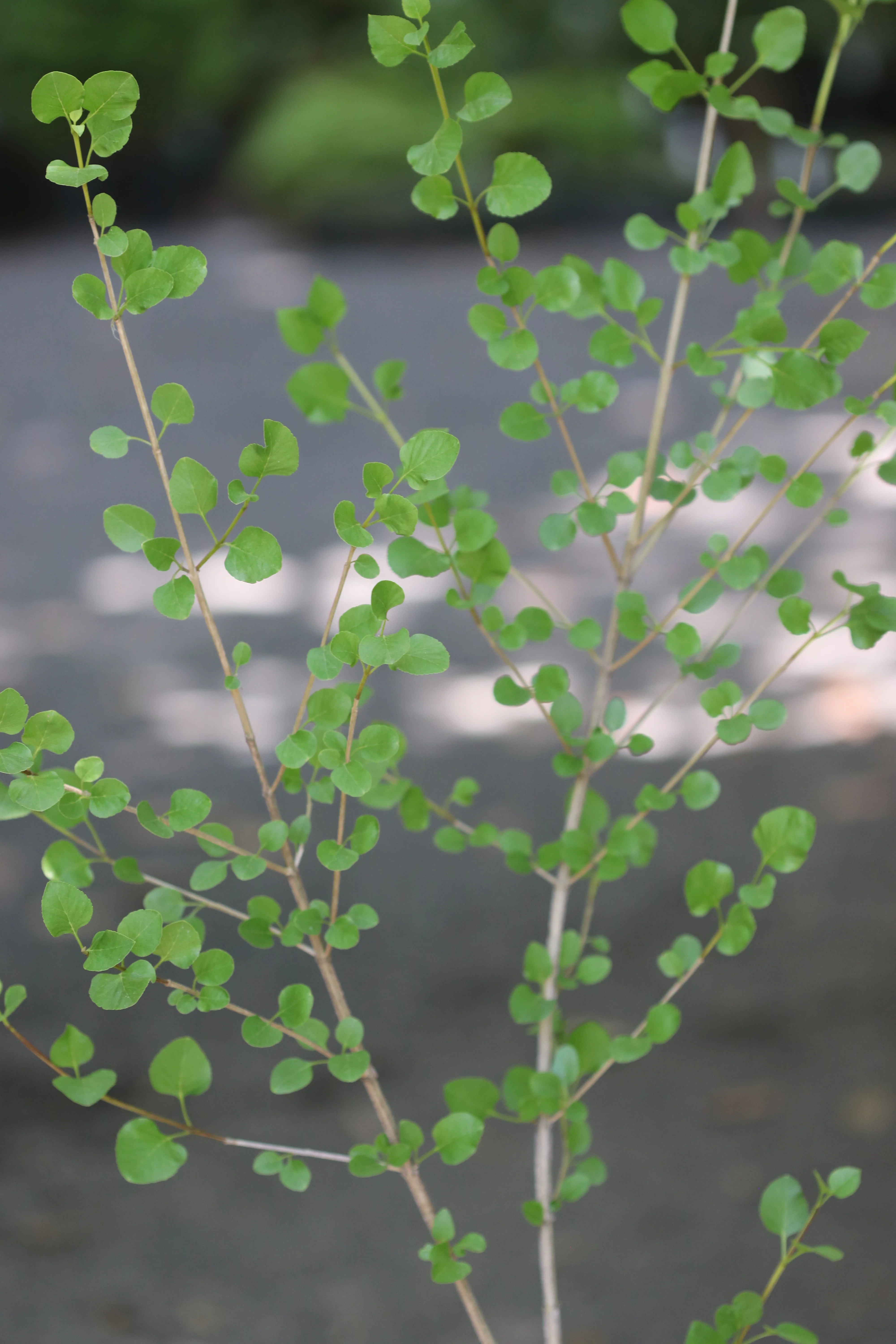 *RETAIL - Fraxinus anomala - Mountain Pass, CA - Image 2
