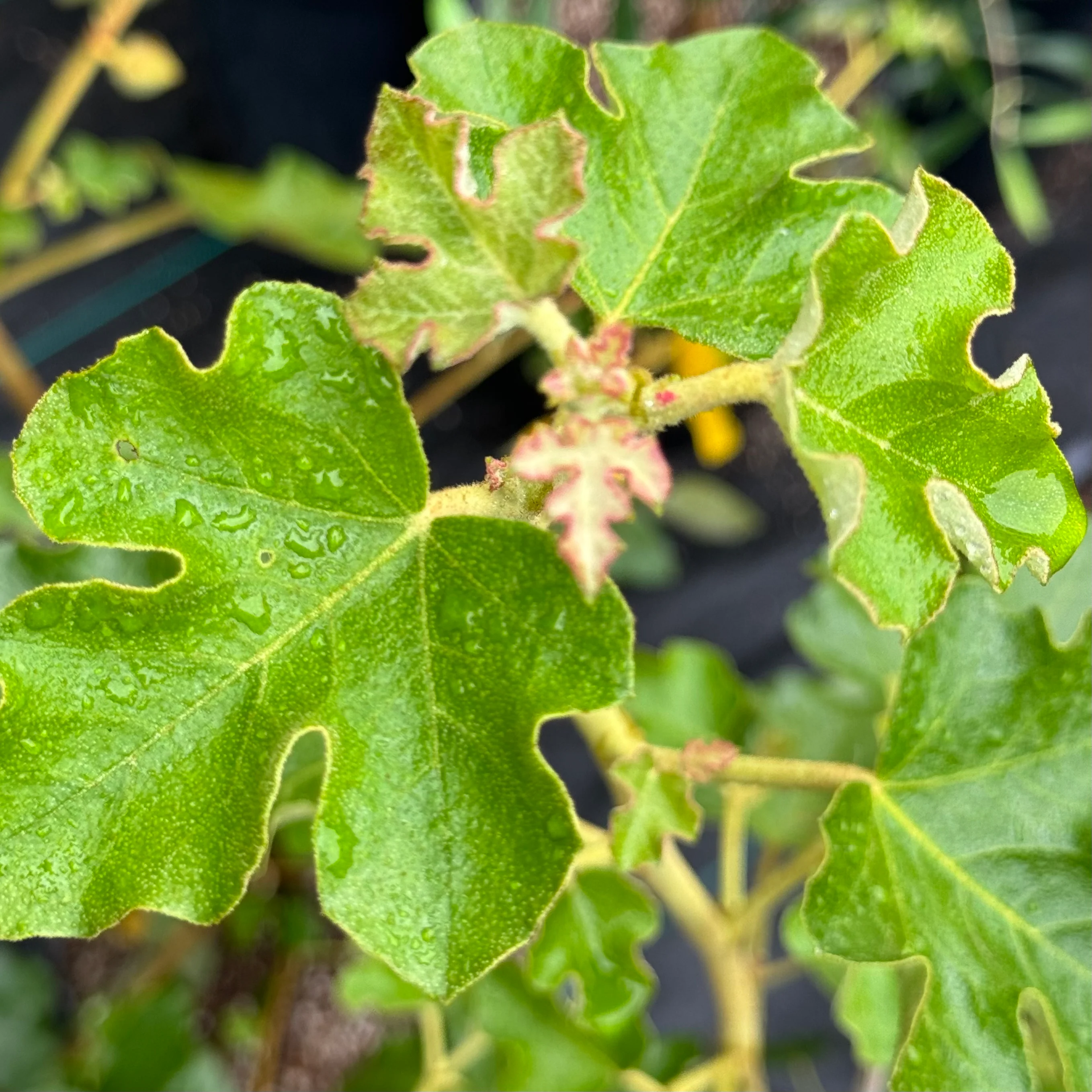 *RETAIL - Fremontodendron 'California Glory' - Image 2