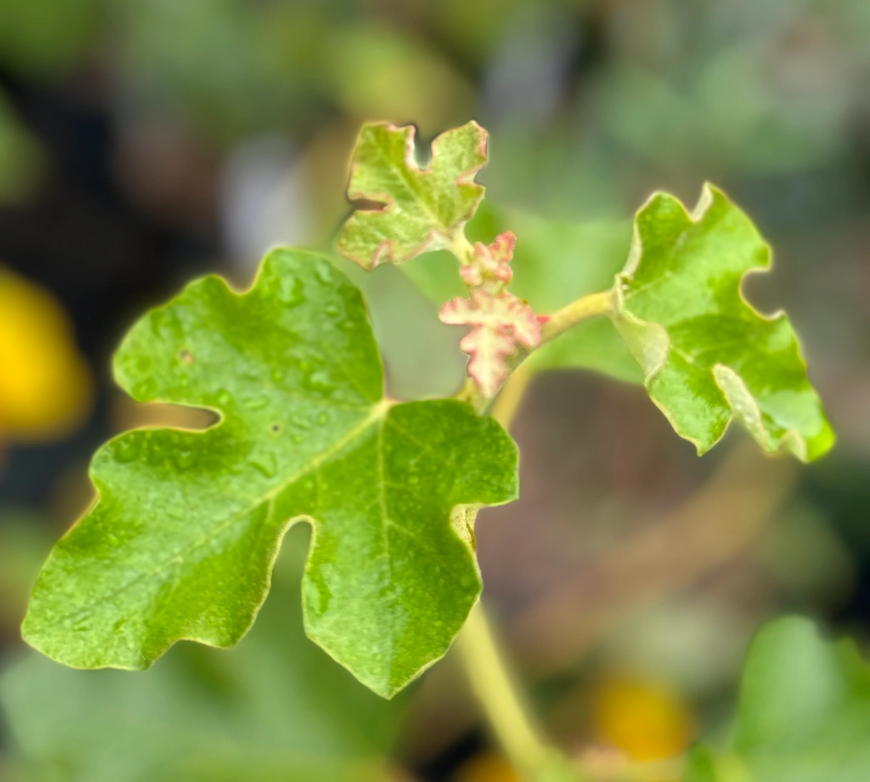 Fremontodendron 'San Gabriel' - Image 2