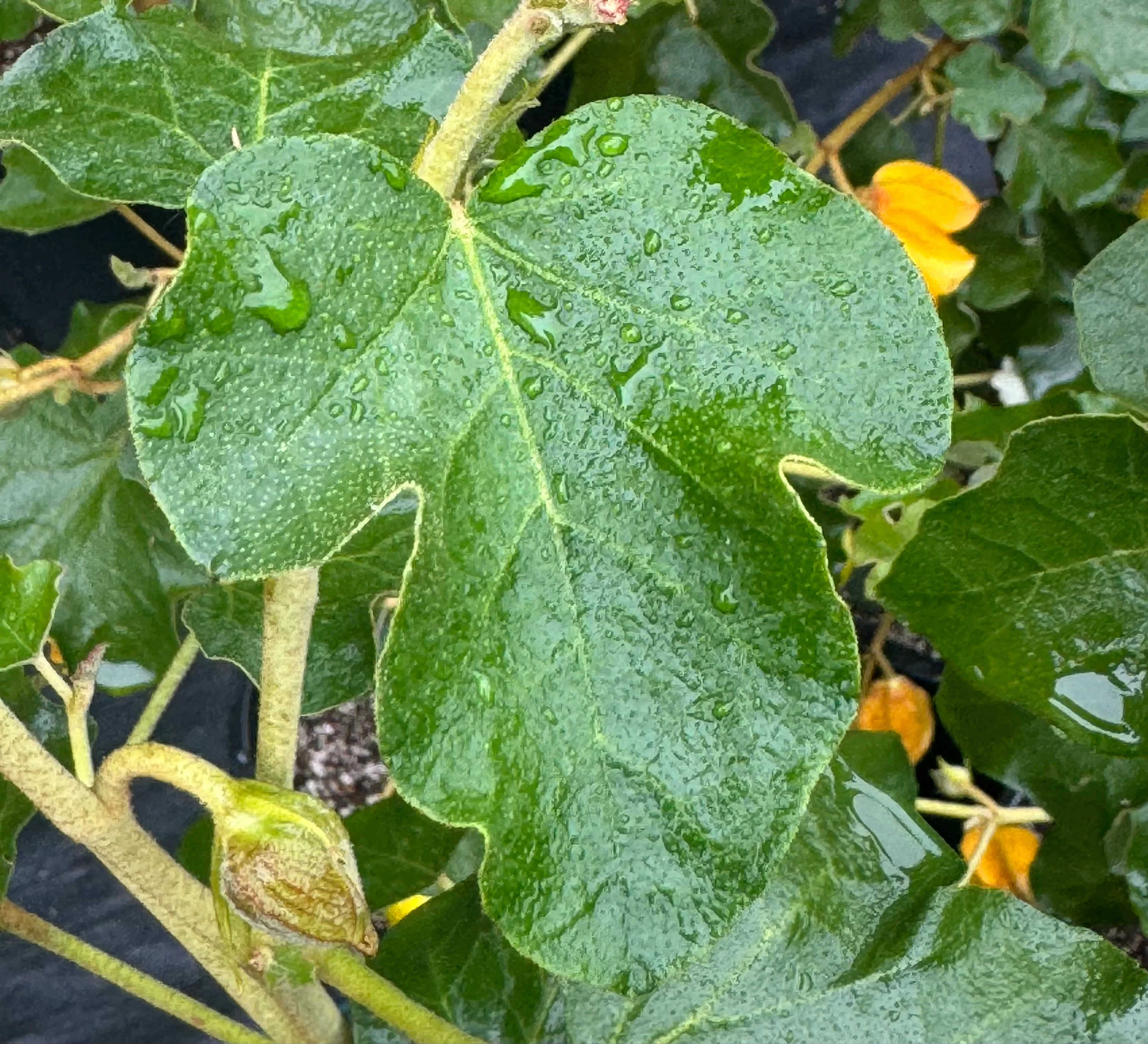 Fremontodendron 'San Gabriel' - Image 3