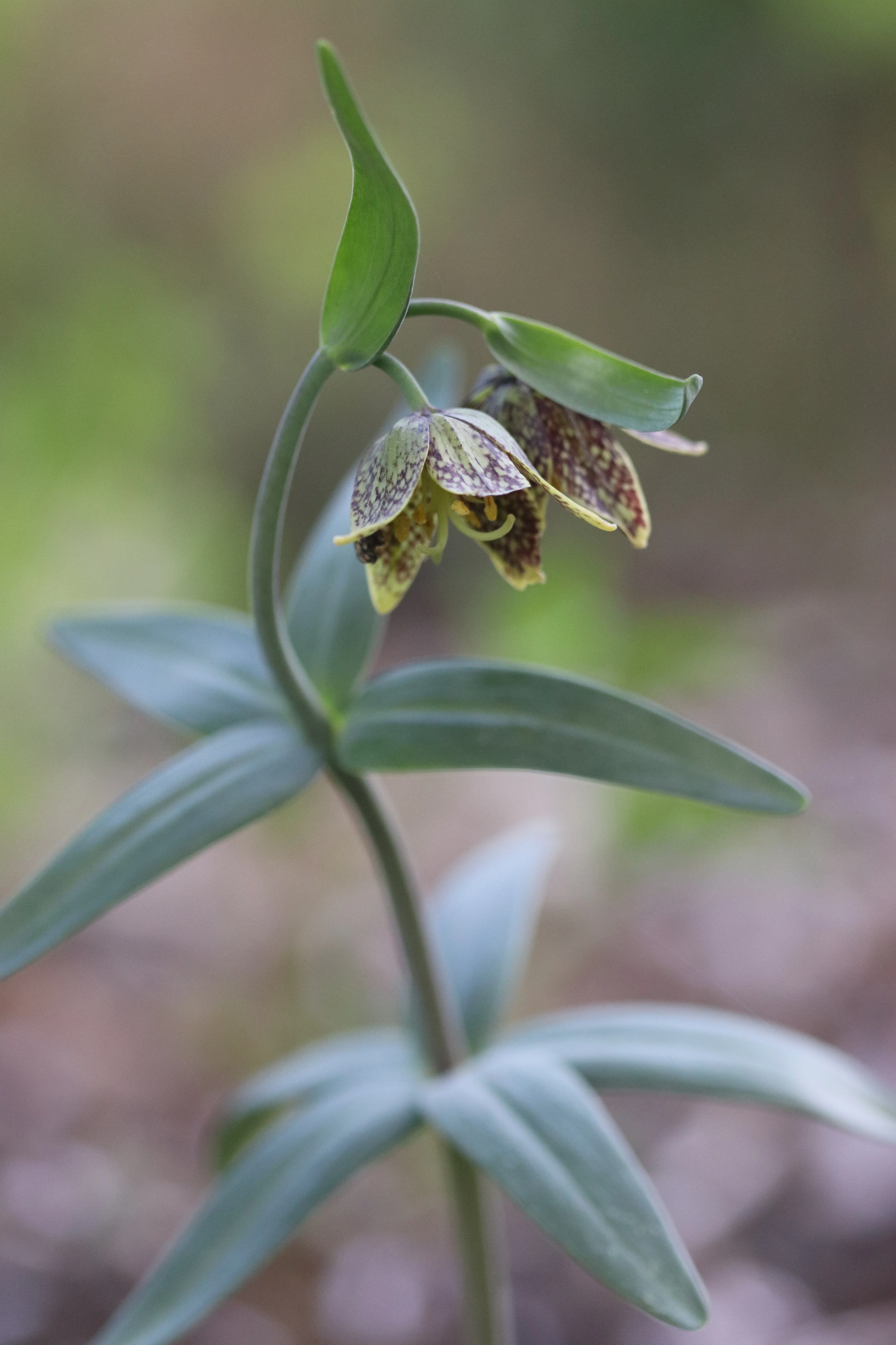 *RETAIL - Fritillaria affinis - Image 2