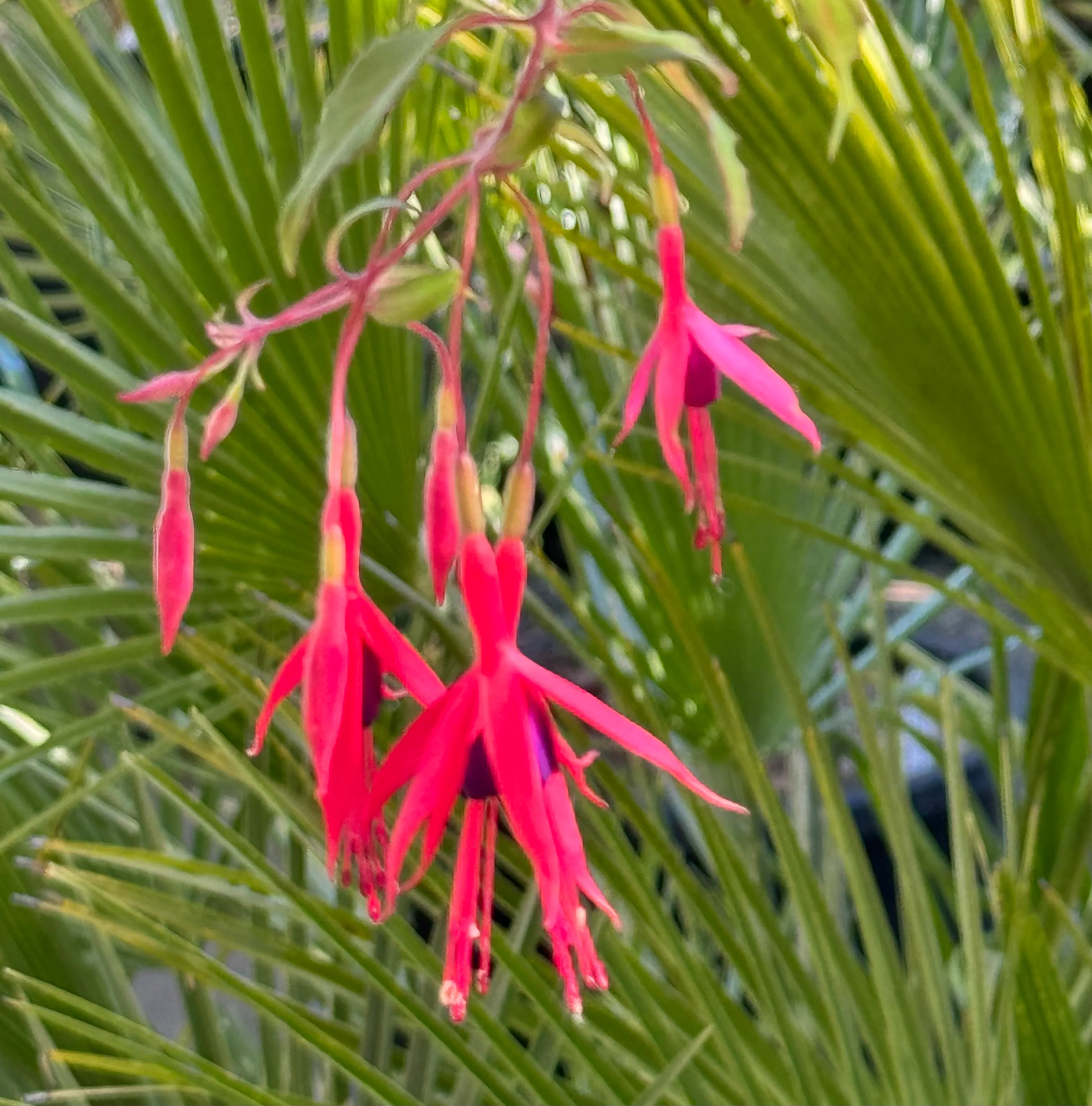 *RETAIL - Fuchsia magellanica 'Purple Mountain' - Image 2