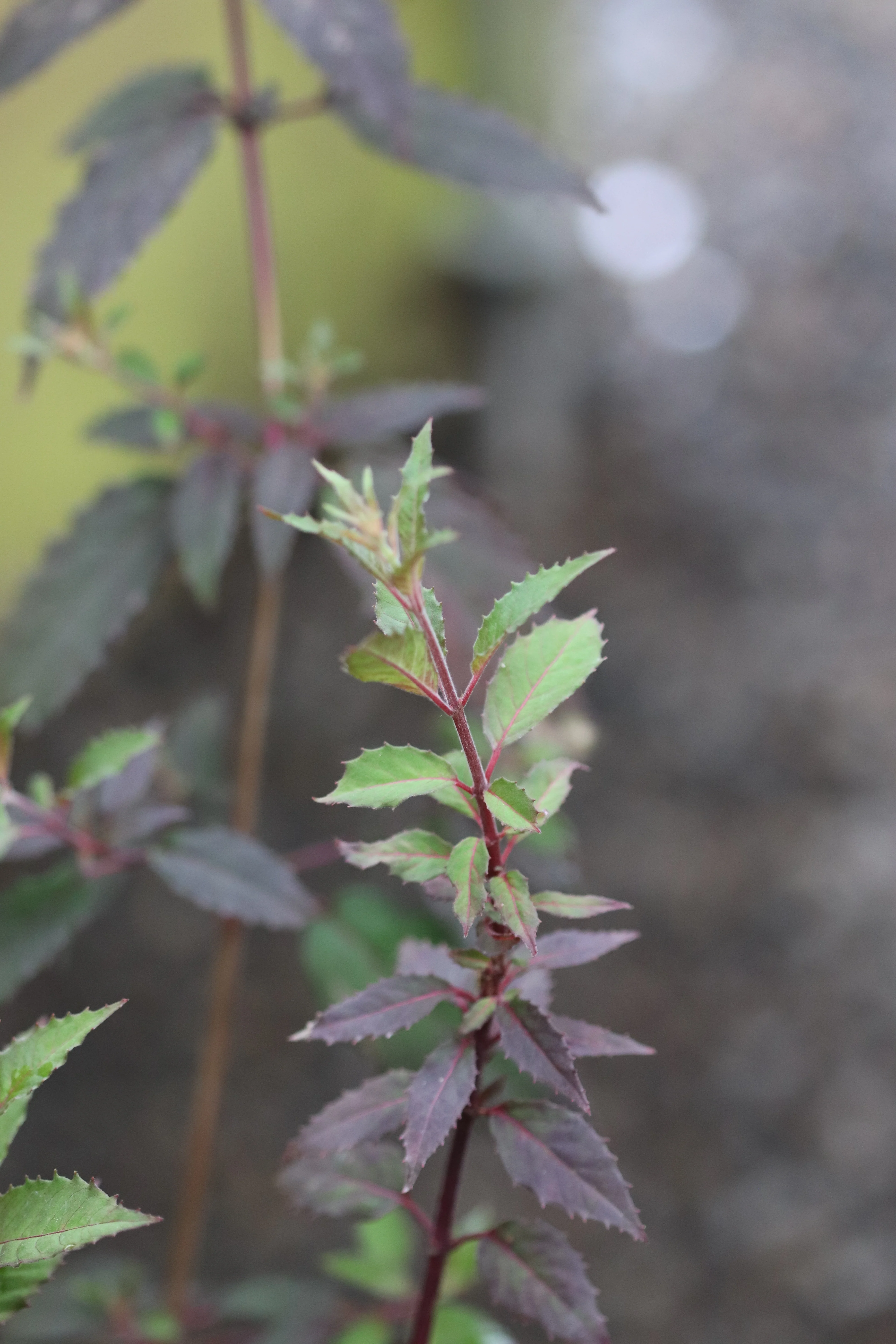 *RETAIL - Fuchsia magellanica 'Purple Mountain' - Image 4