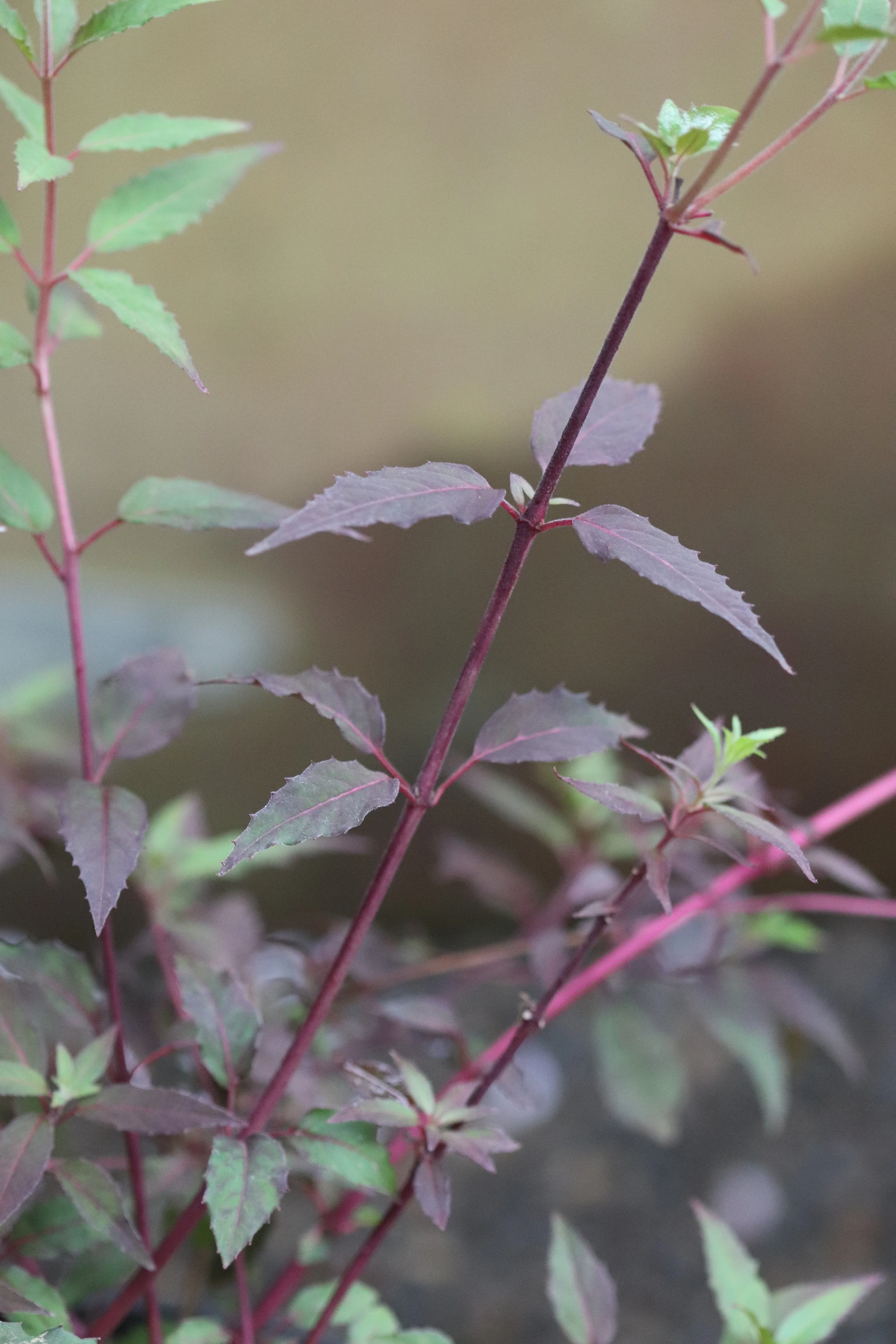 *RETAIL - Fuchsia magellanica 'Purple Mountain' - Image 5