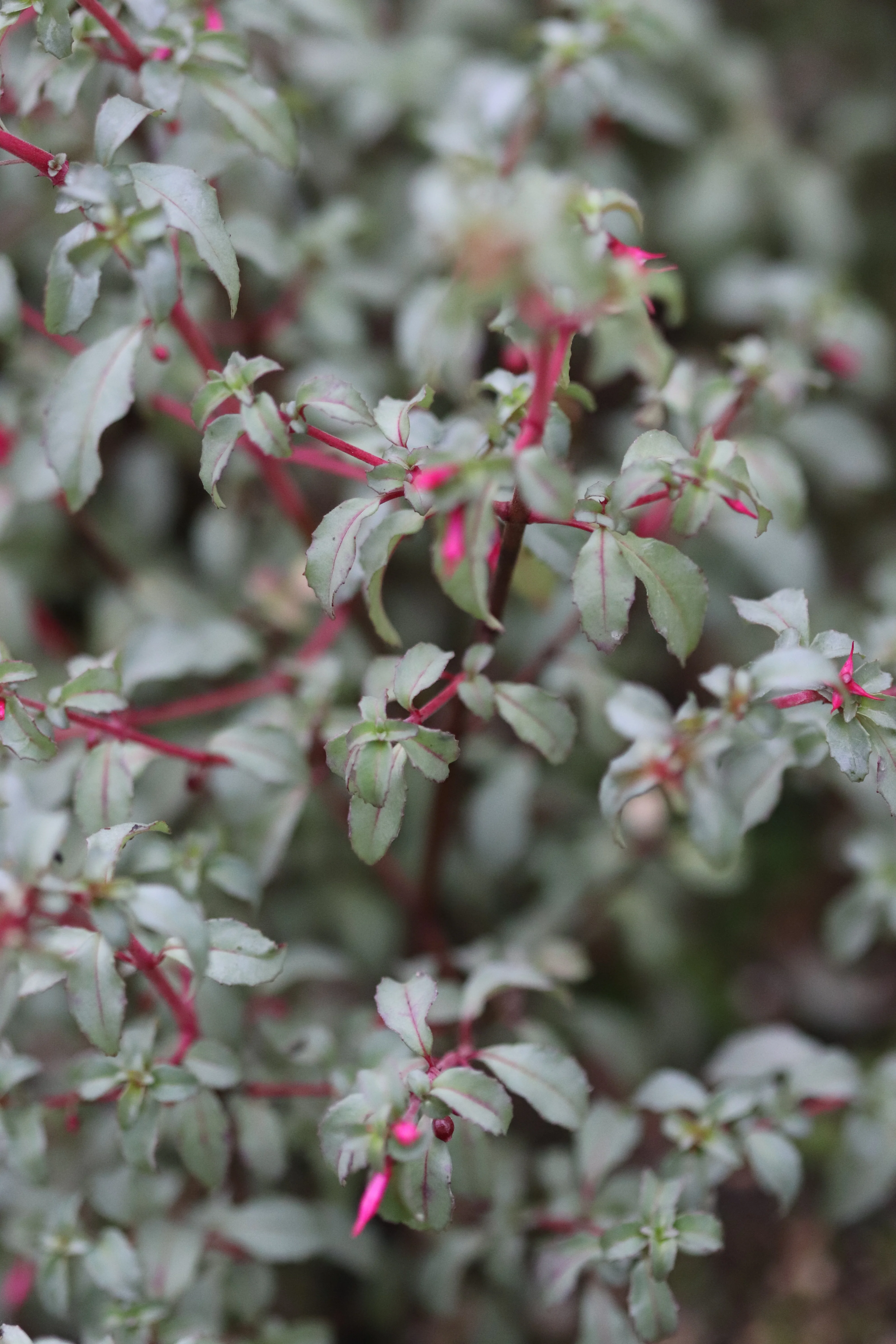 *RETAIL - Fuchsia microphylla 'Silver Lining' - Image 2