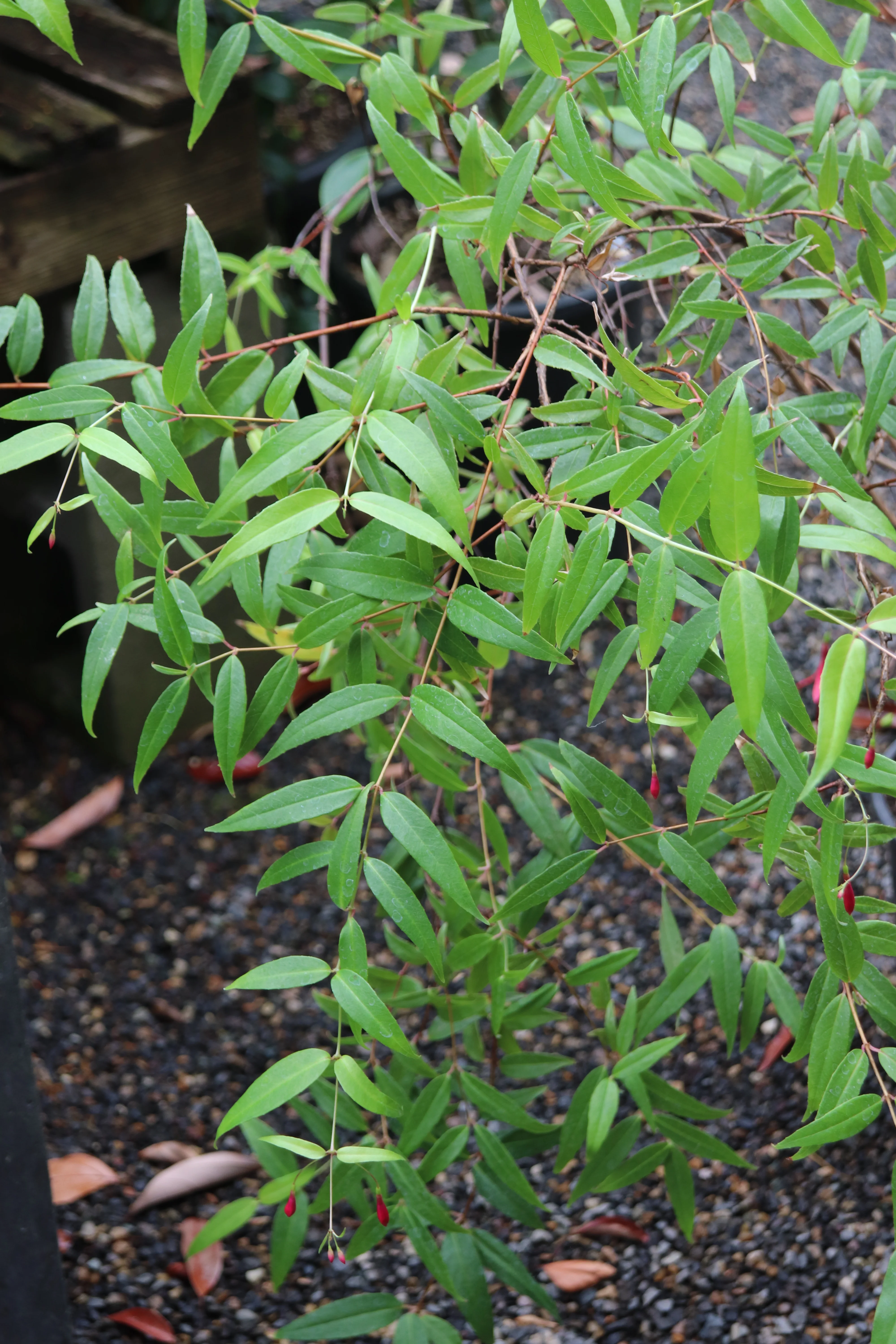 *RETAIL - Fuchsia regia ssp. regia - Image 2