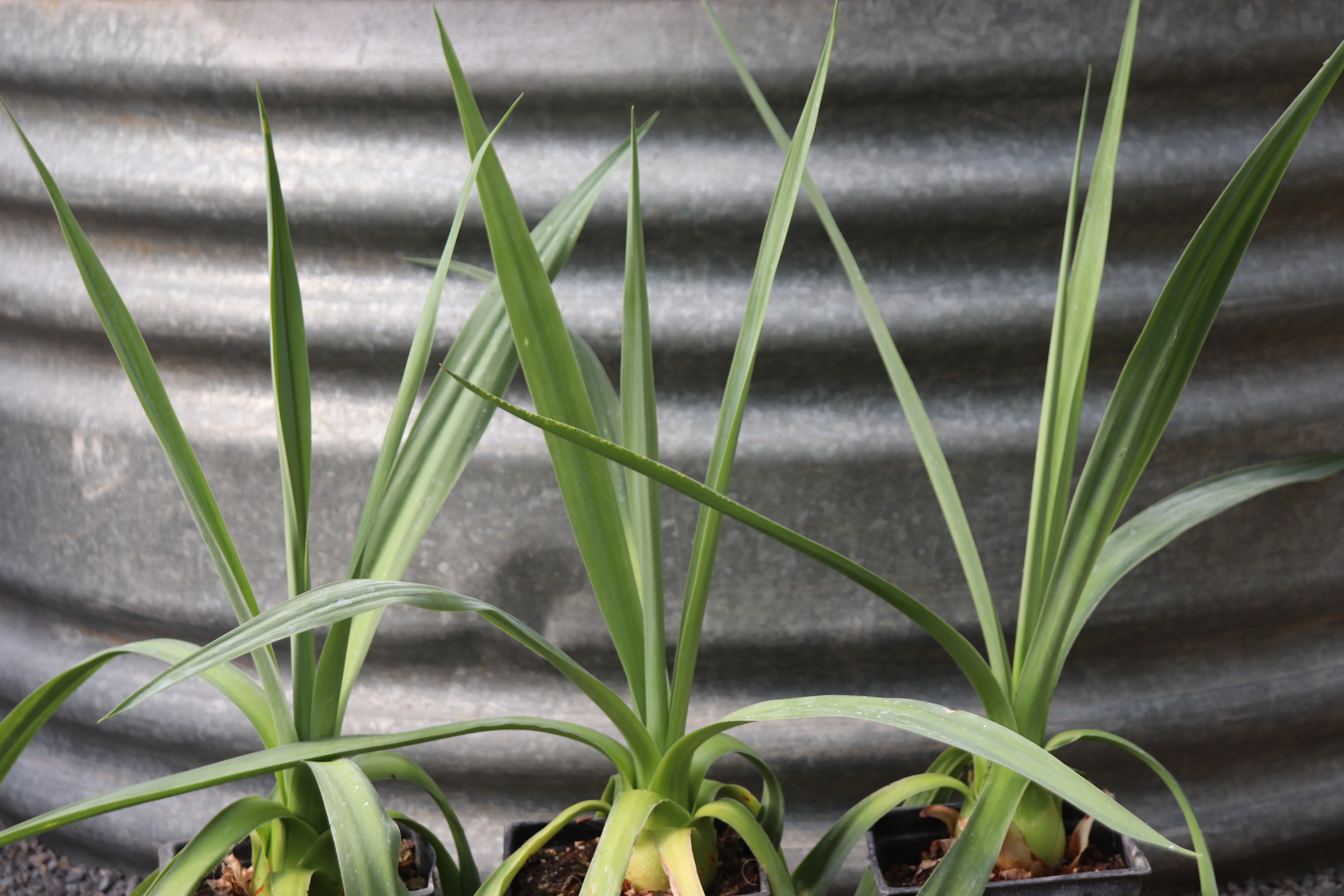 *RETAIL - Furcraea bedinghausii - Image 2