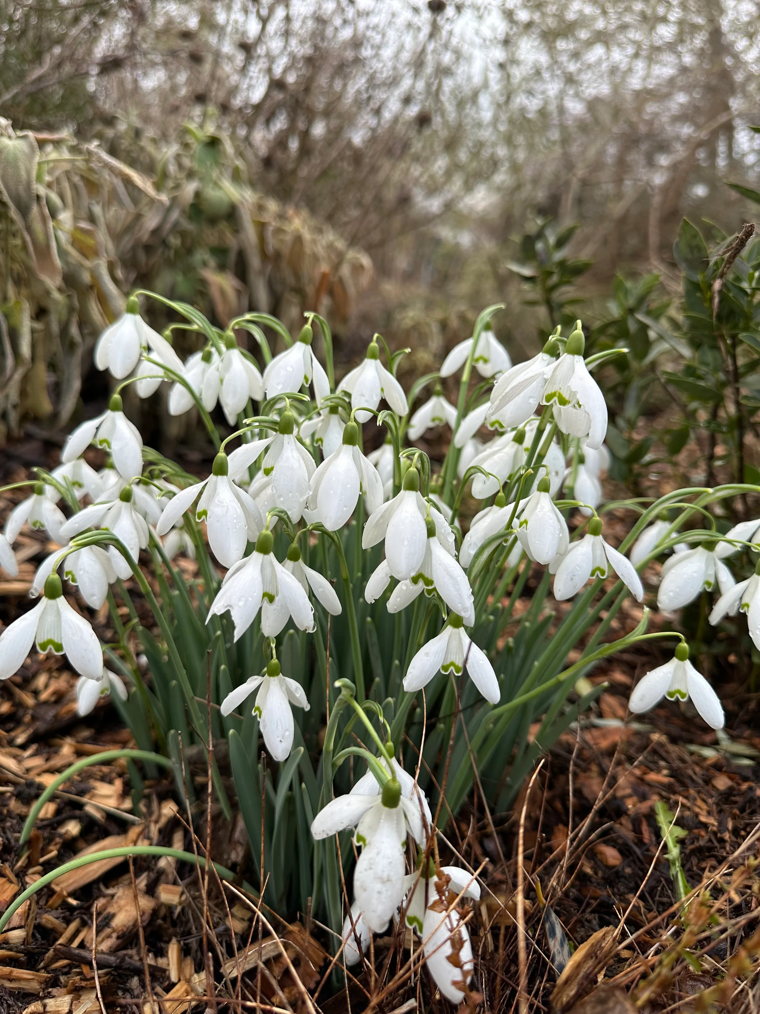 *RETAIL - Galanthus reginae-olgae ssp. reginae-olgae