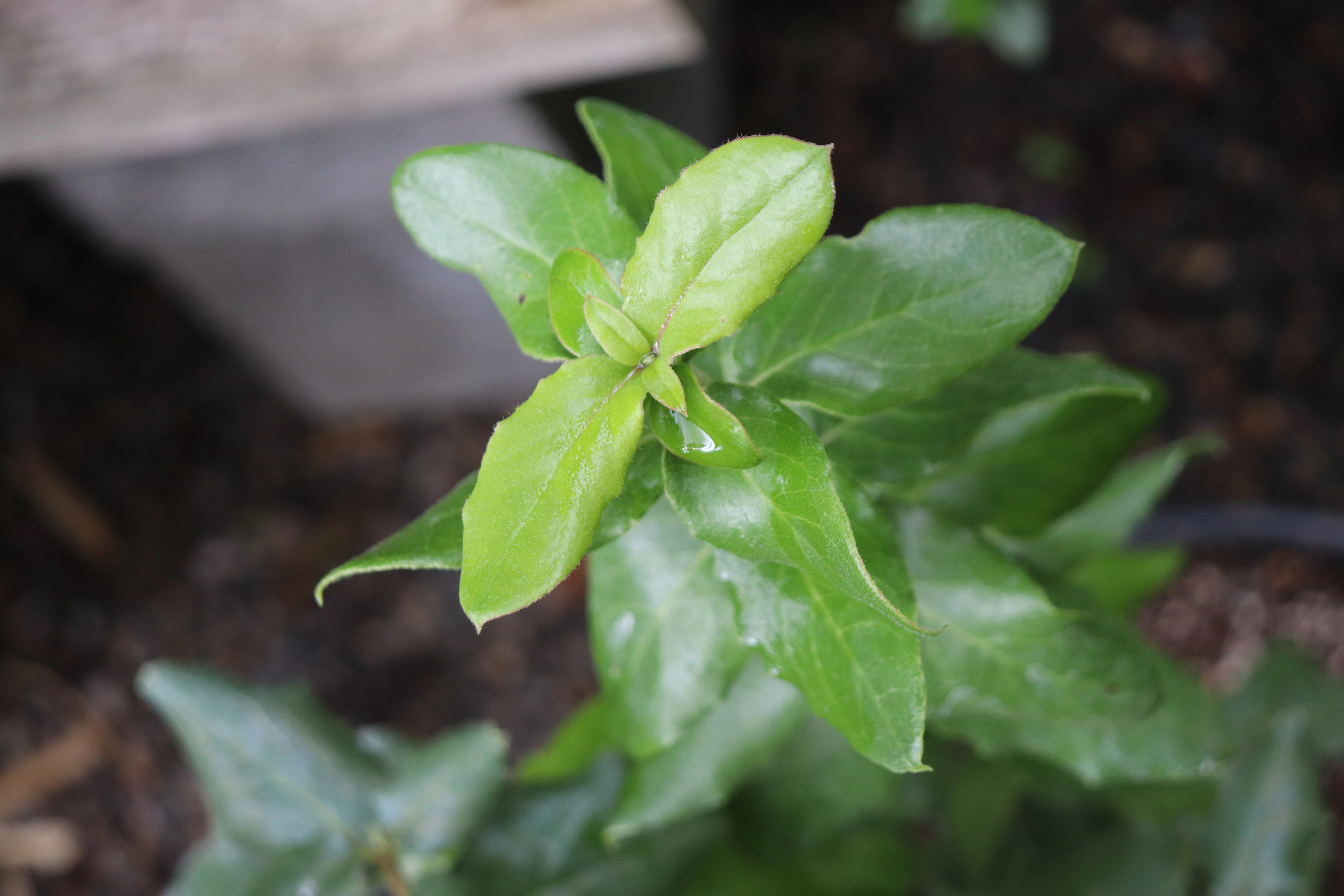 *RETAIL - Garrya elliptica - Image 2