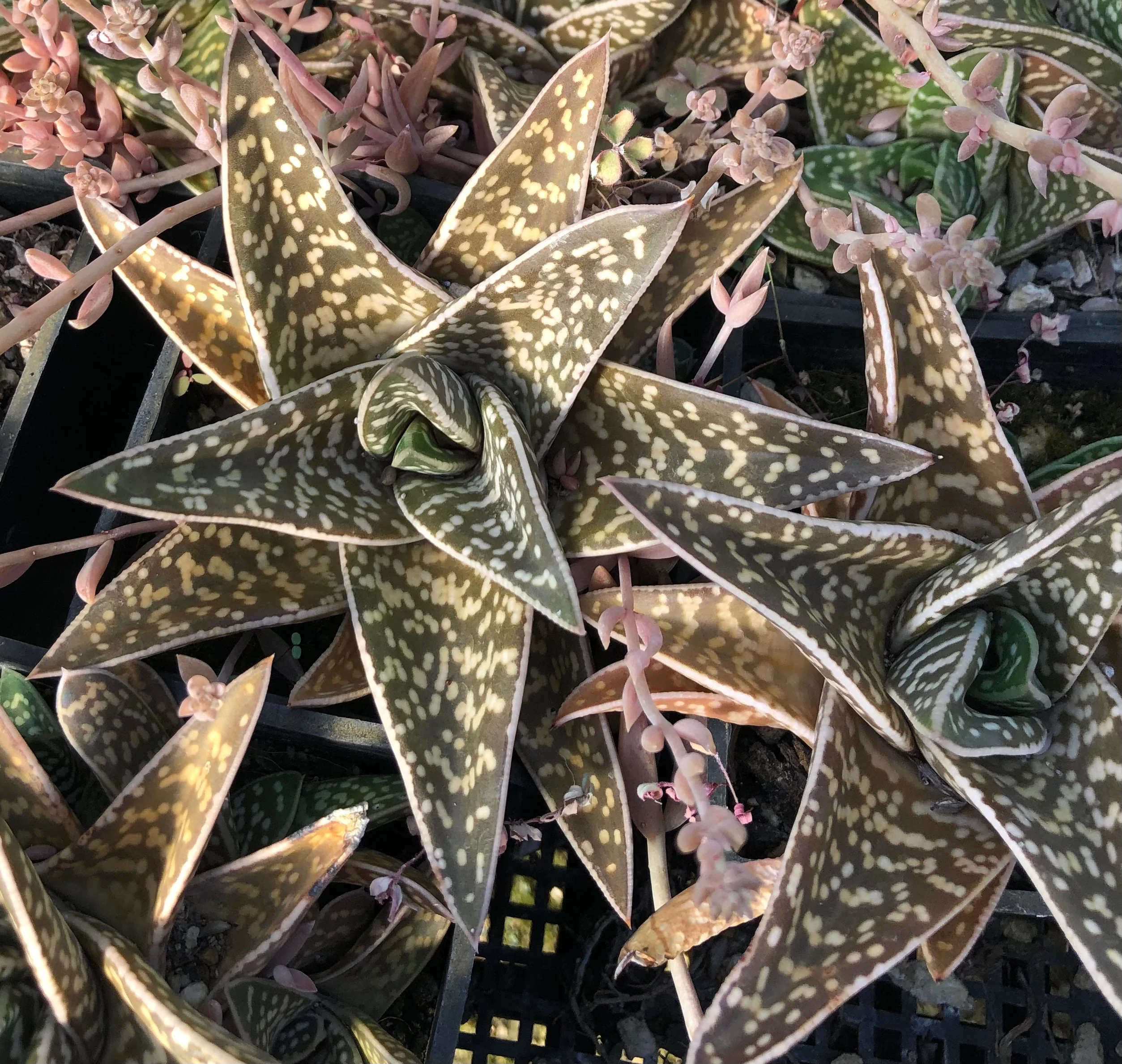 *RETAIL - Gasteraloe - hybrid - Image 2