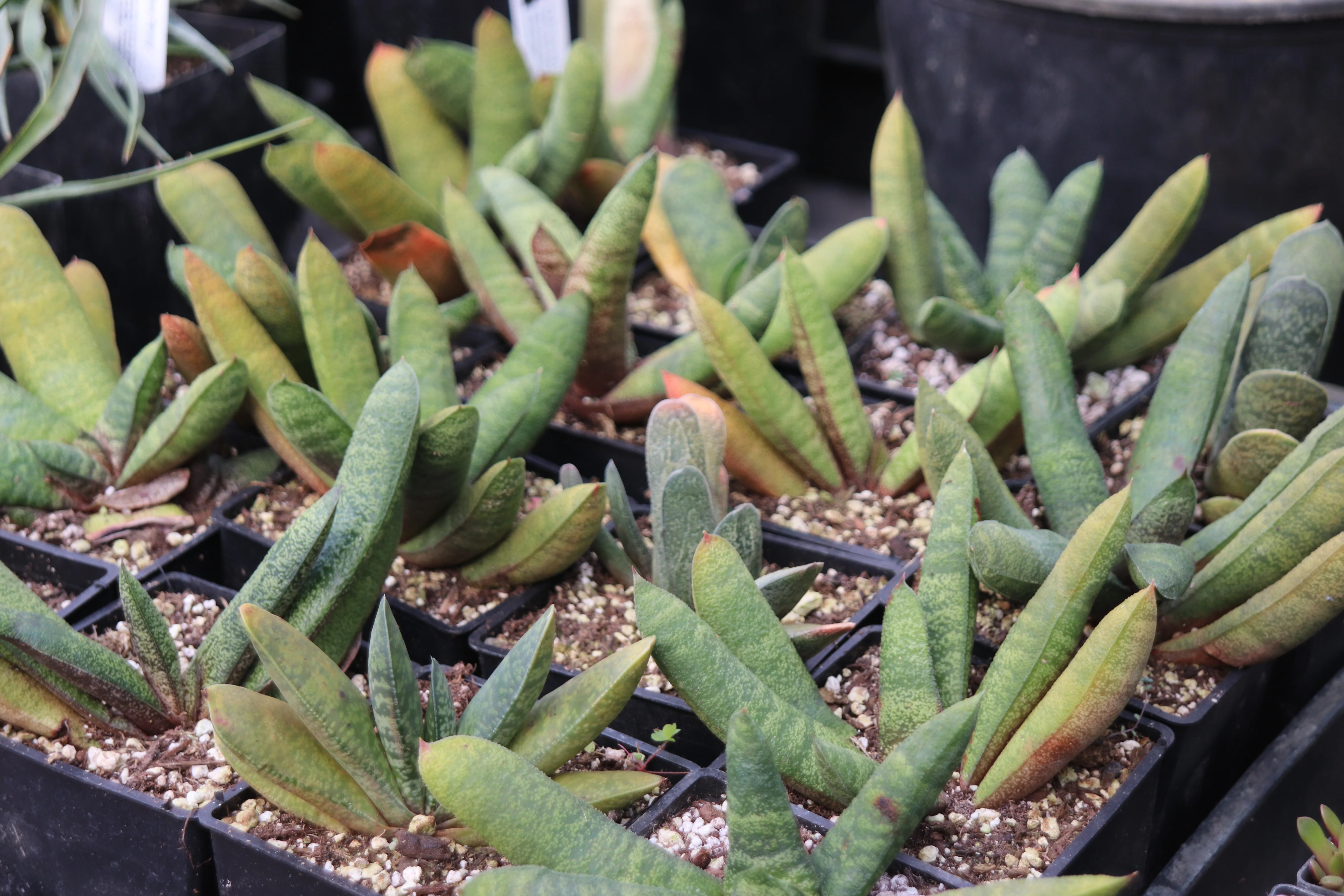 *RETAIL - Gasteria baylissiana - Image 2