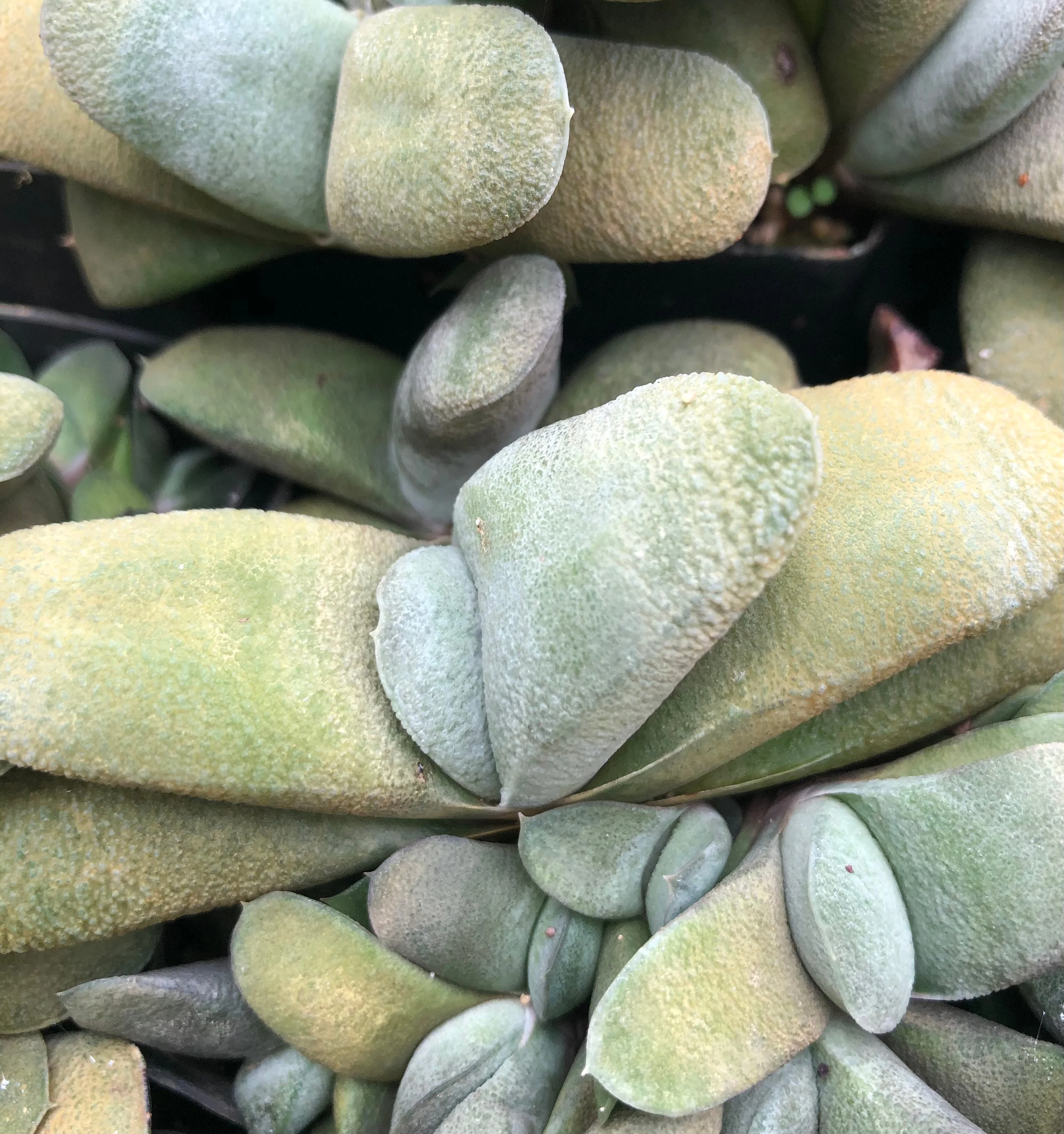*RETAIL - Gasteria glomerata