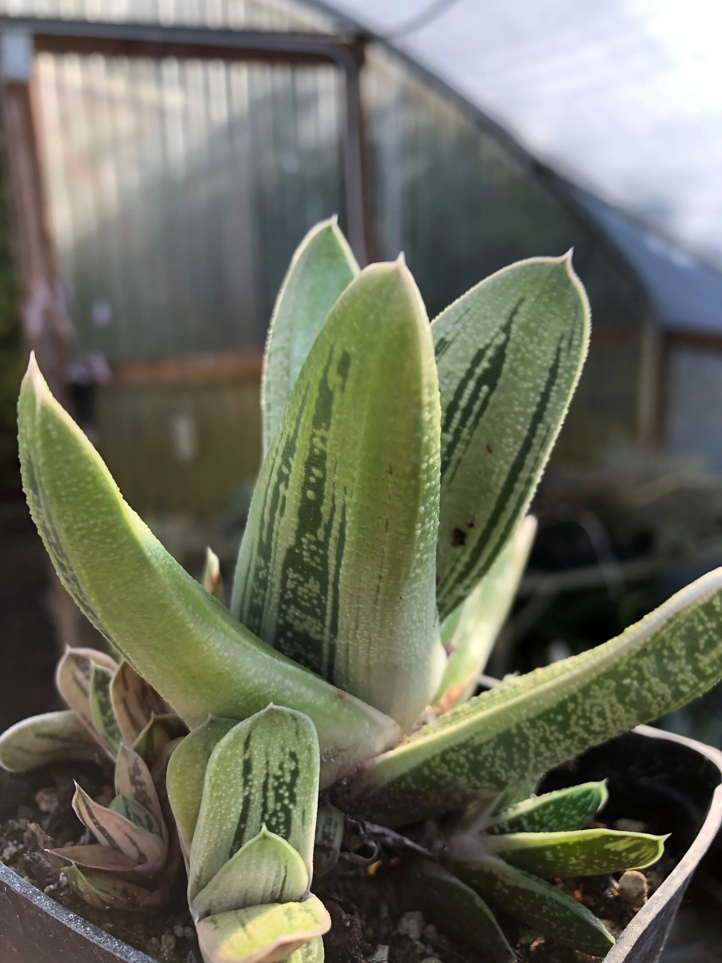 *RETAIL - Gasteria sp. ‘Sakura Fuji’ - Image 2