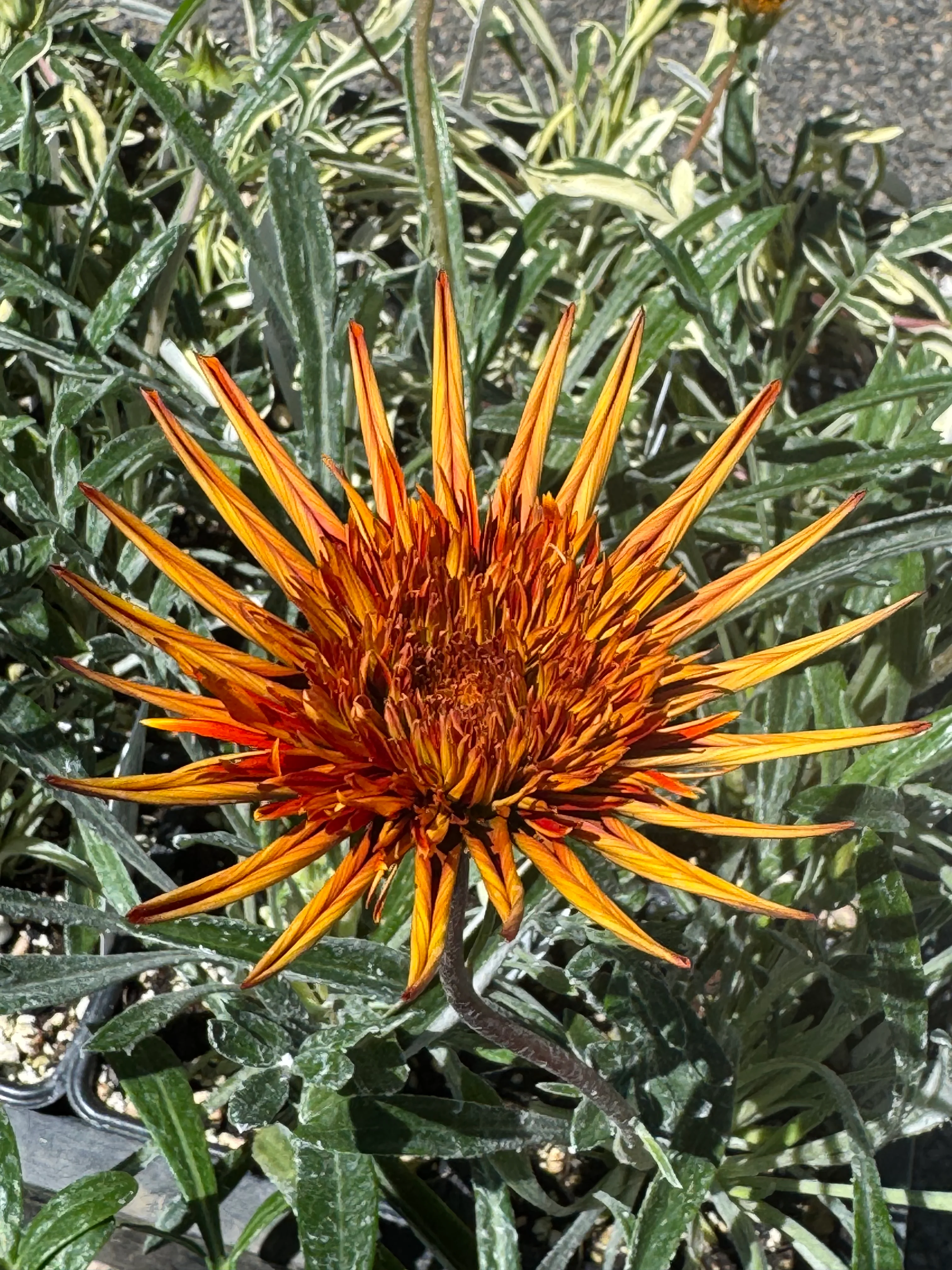 *RETAIL - Gazania 'Katua' - Image 2