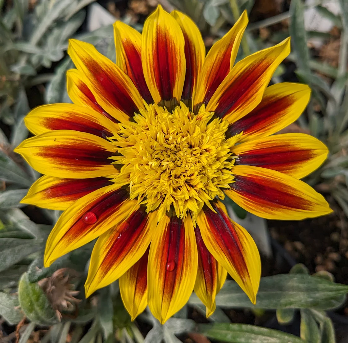 *RETAIL - Gazania 'Totonaca'