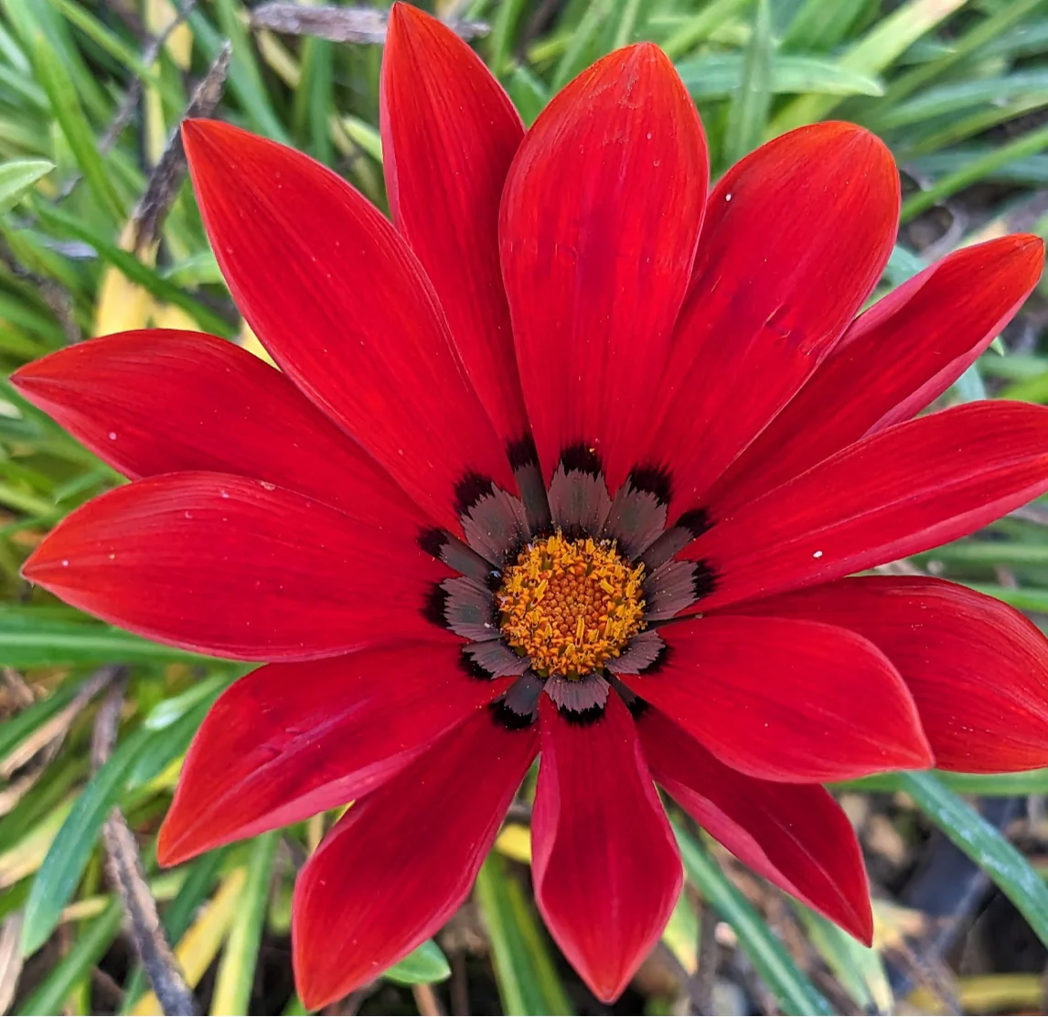 *RETAIL - Gazania x rigens [red form] - Image 2