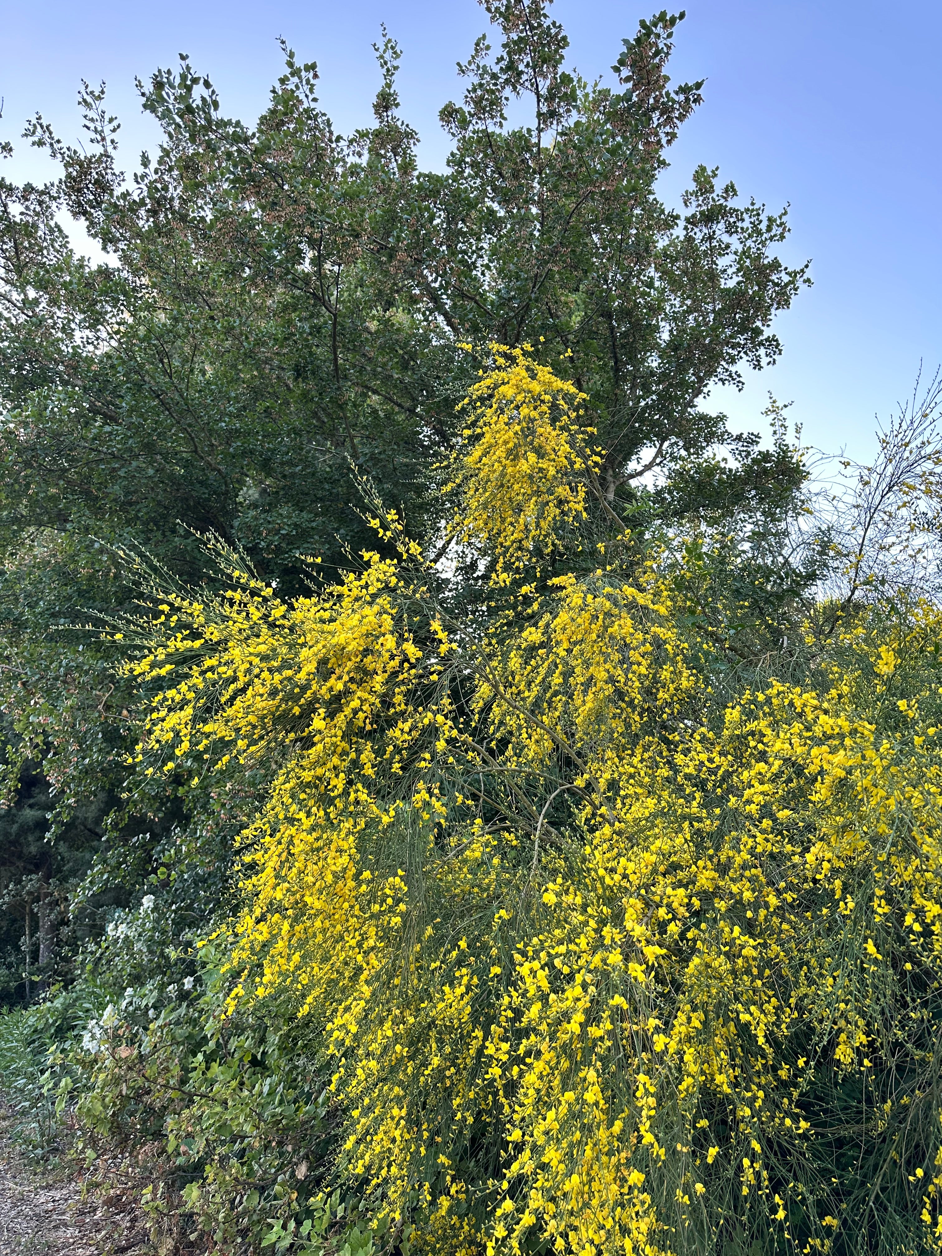 *RETAIL - Genista aetnensis - Image 2