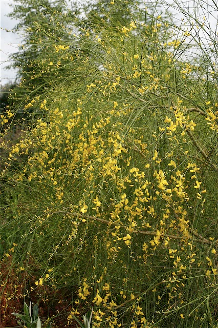 *RETAIL - Genista aetnensis - Image 3