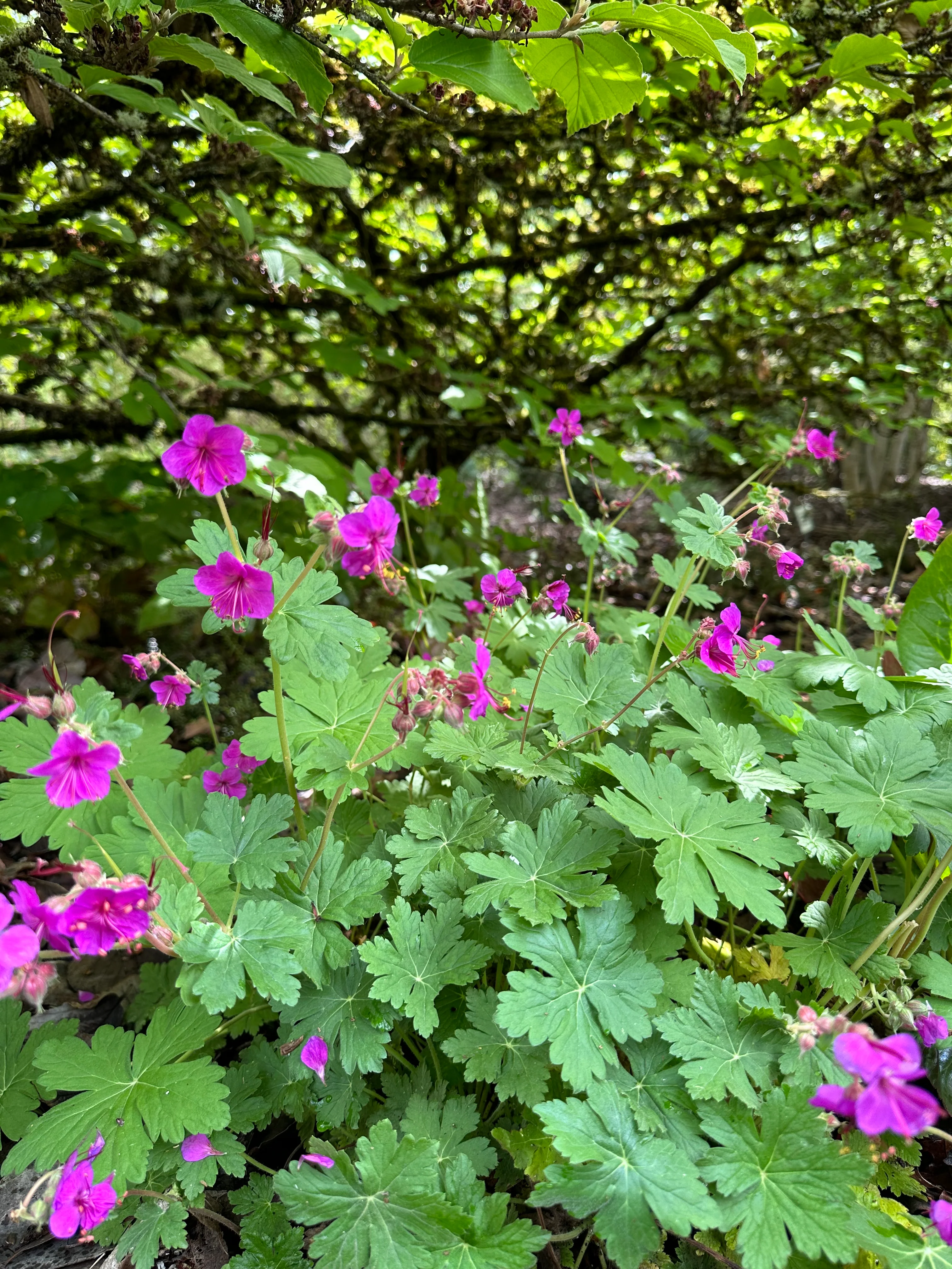 *RETAIL - Geranium macrorrhizum 'Bevan's Variety' - Image 2