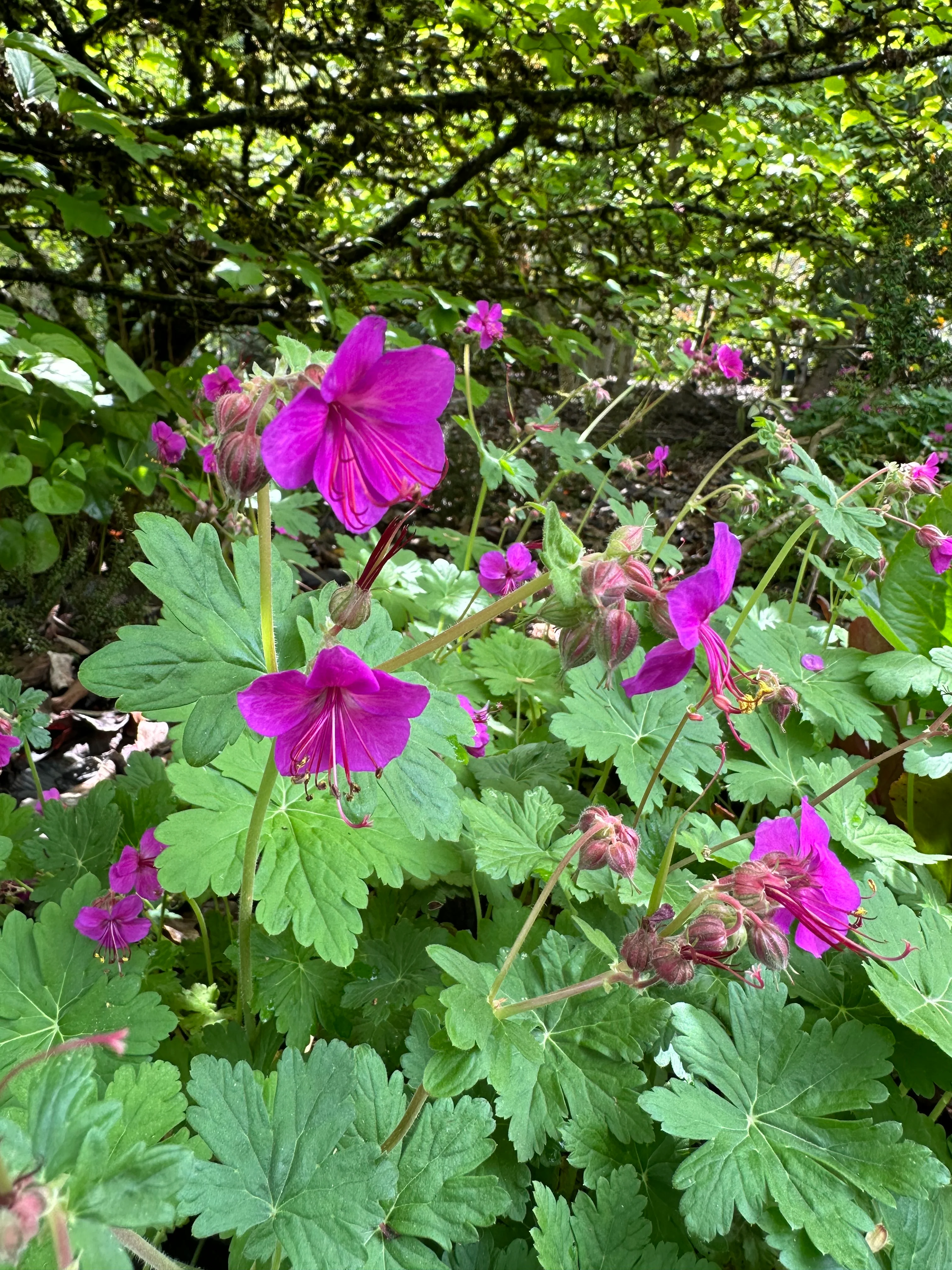 *RETAIL - Geranium macrorrhizum 'Bevan's Variety' - Image 3