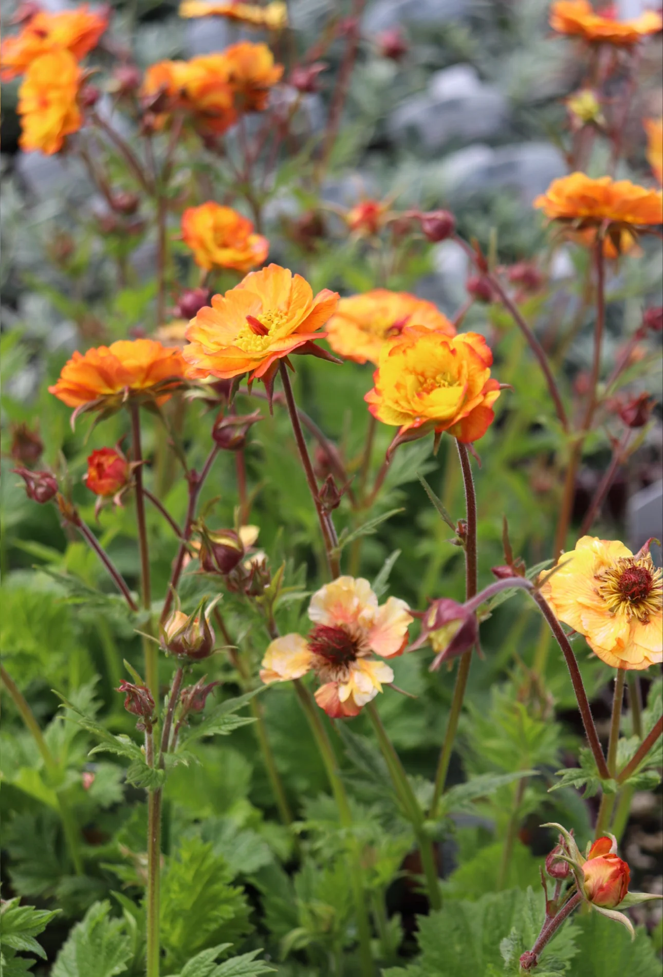*RETAIL - Geum 'Mango Lassi' - Image 2