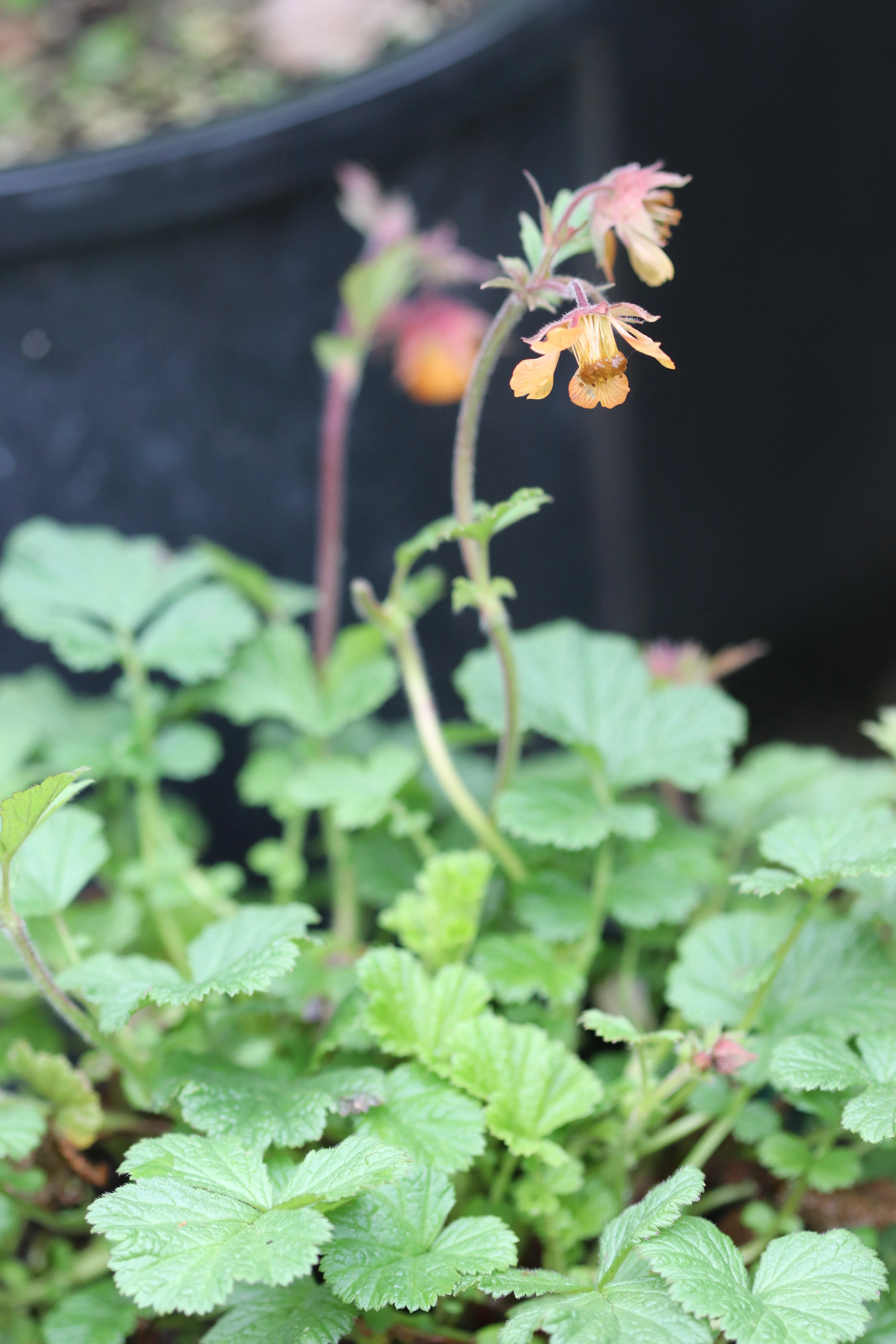 *RETAIL - Geum 'Marmalade' - Image 2