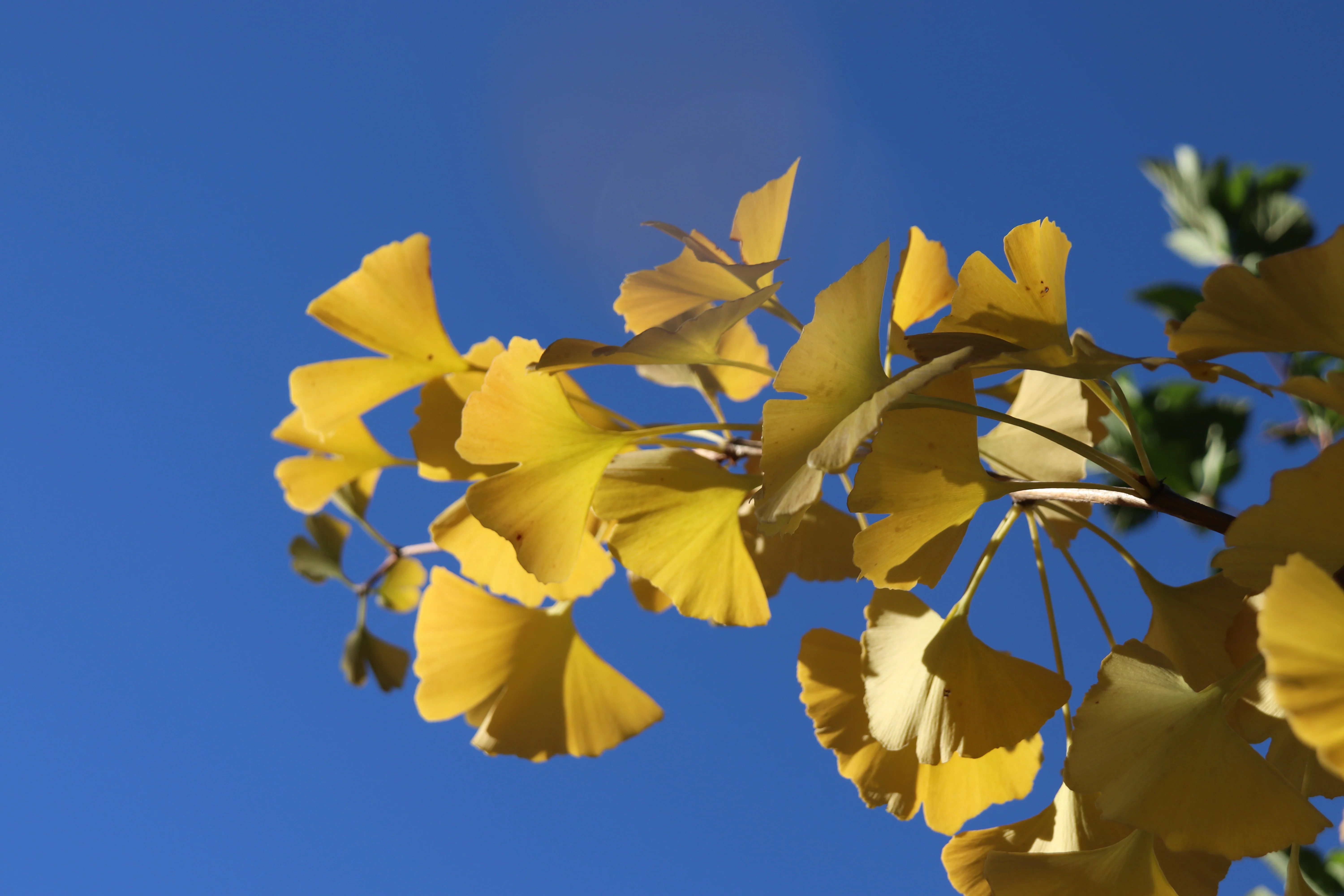 *RETAIL - Ginkgo biloba 'Magyar' - Image 2