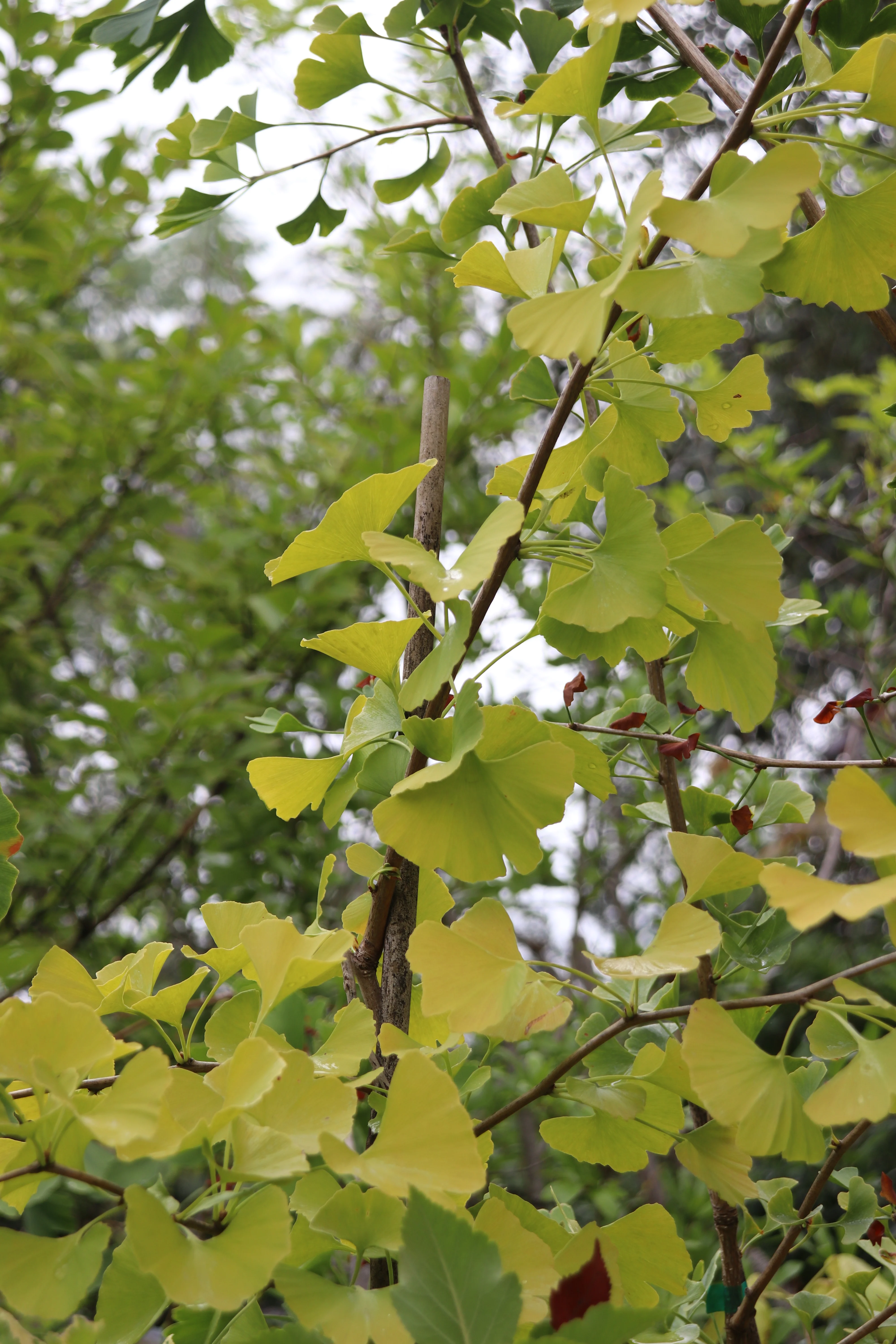 *RETAIL - Ginkgo biloba 'Magyar' - Image 3