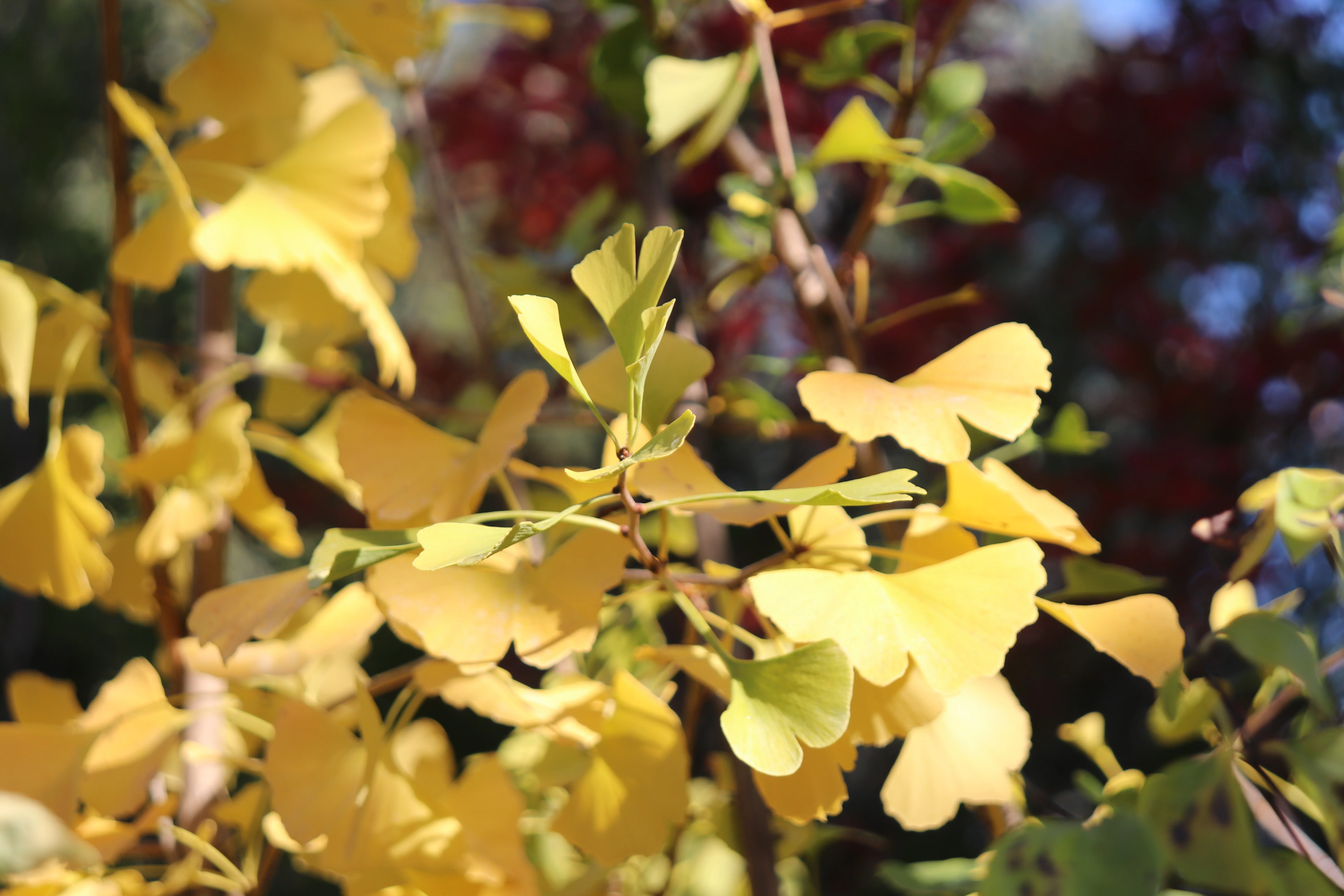 *RETAIL - Ginkgo biloba 'Magyar' - Image 4