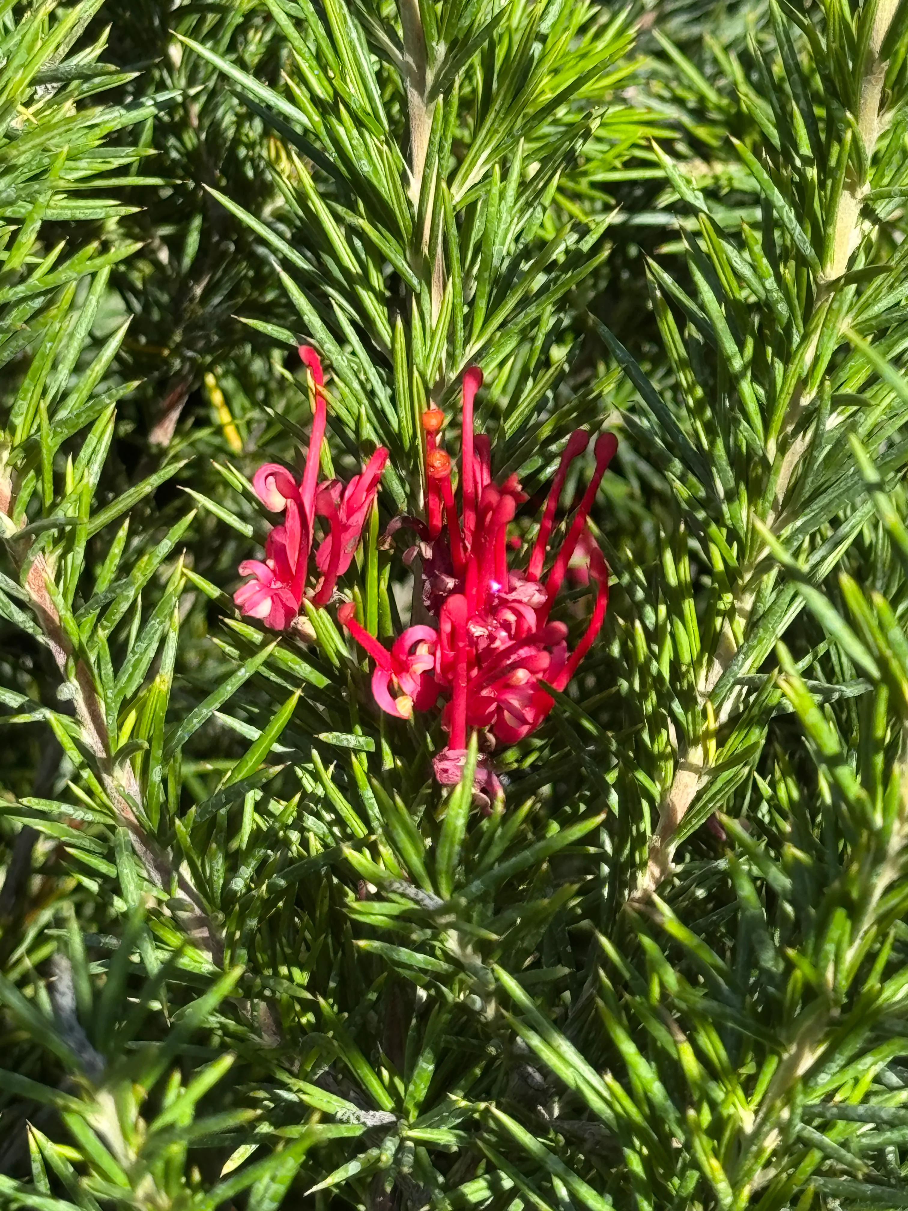*RETAIL - Grevillea 'Canberra Gem' - Image 2